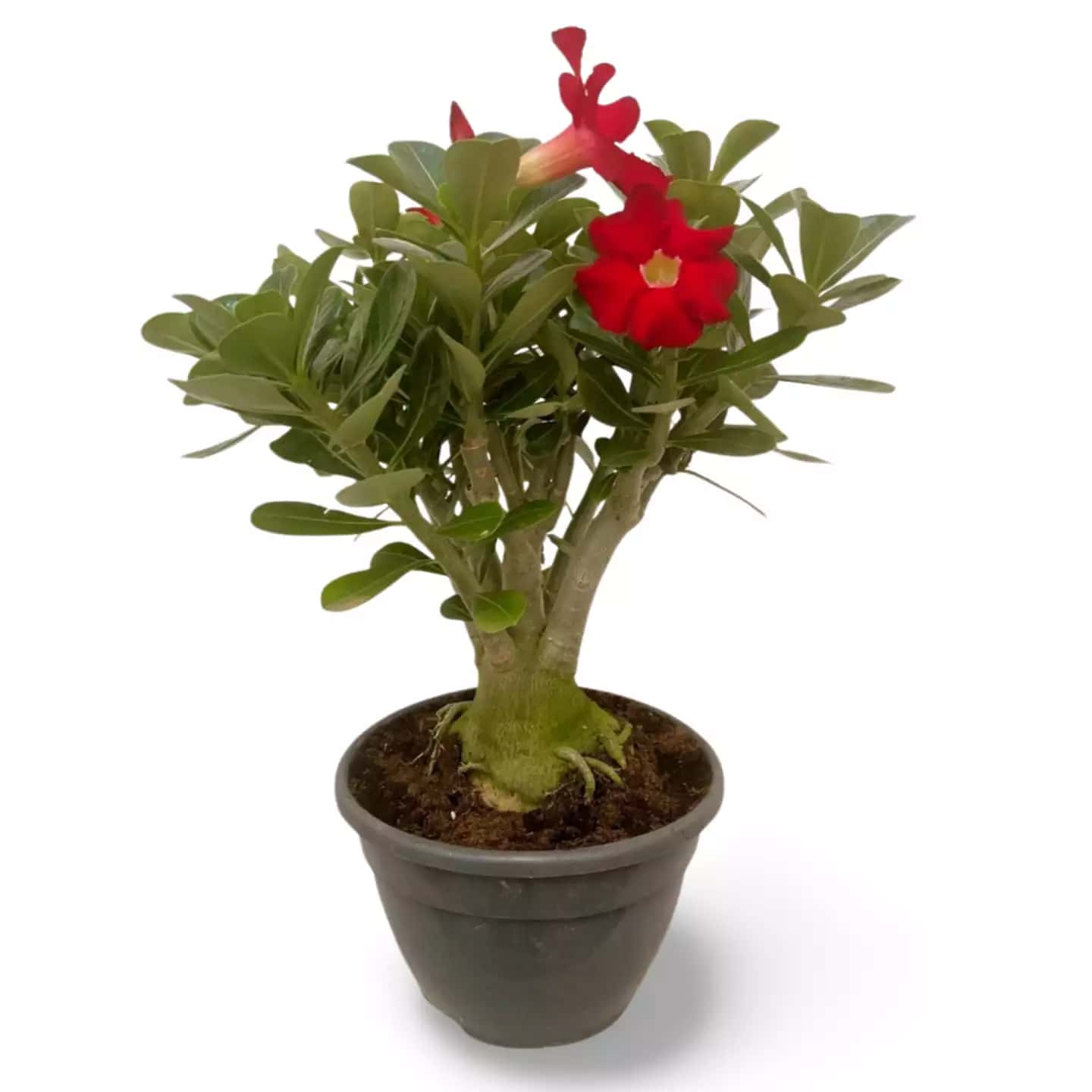 Adenium Rose du Désert XXL Rouge