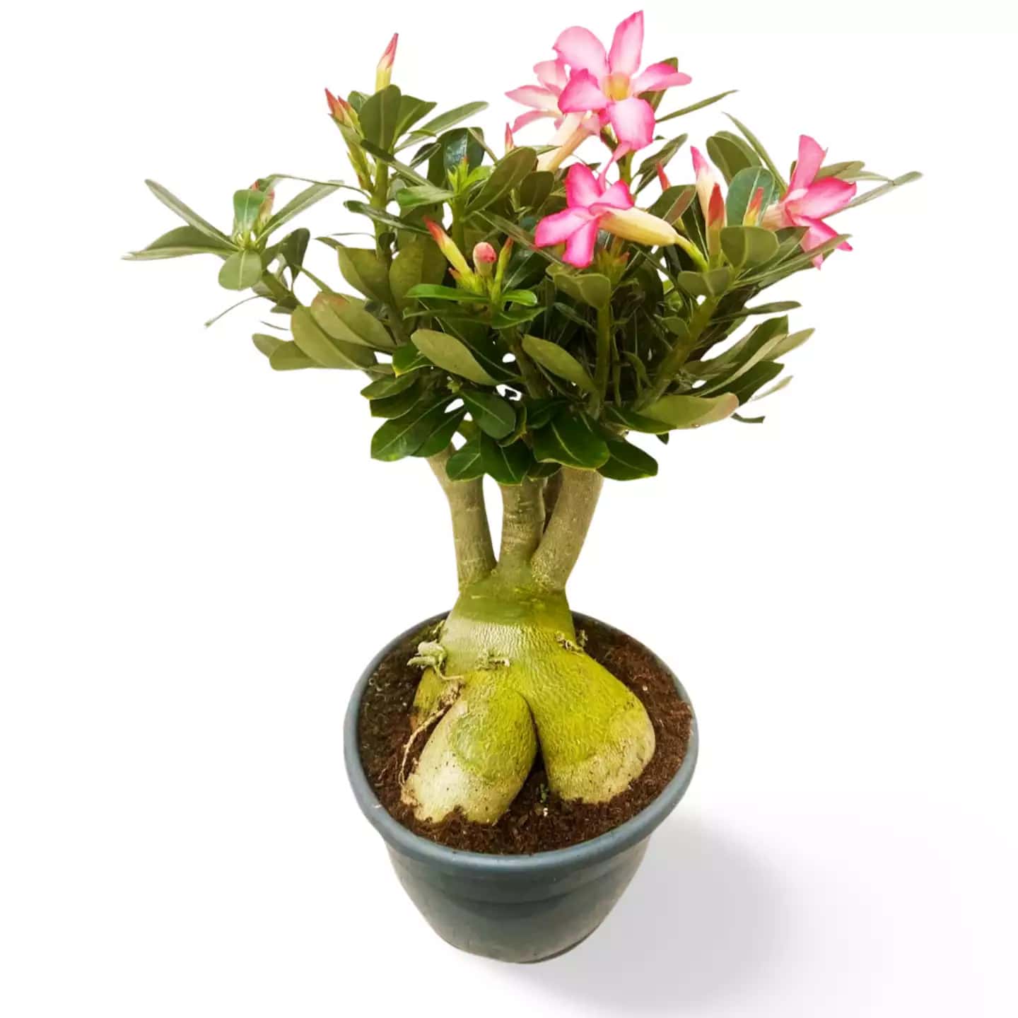 Adenium Rose du Désert XXL Rose