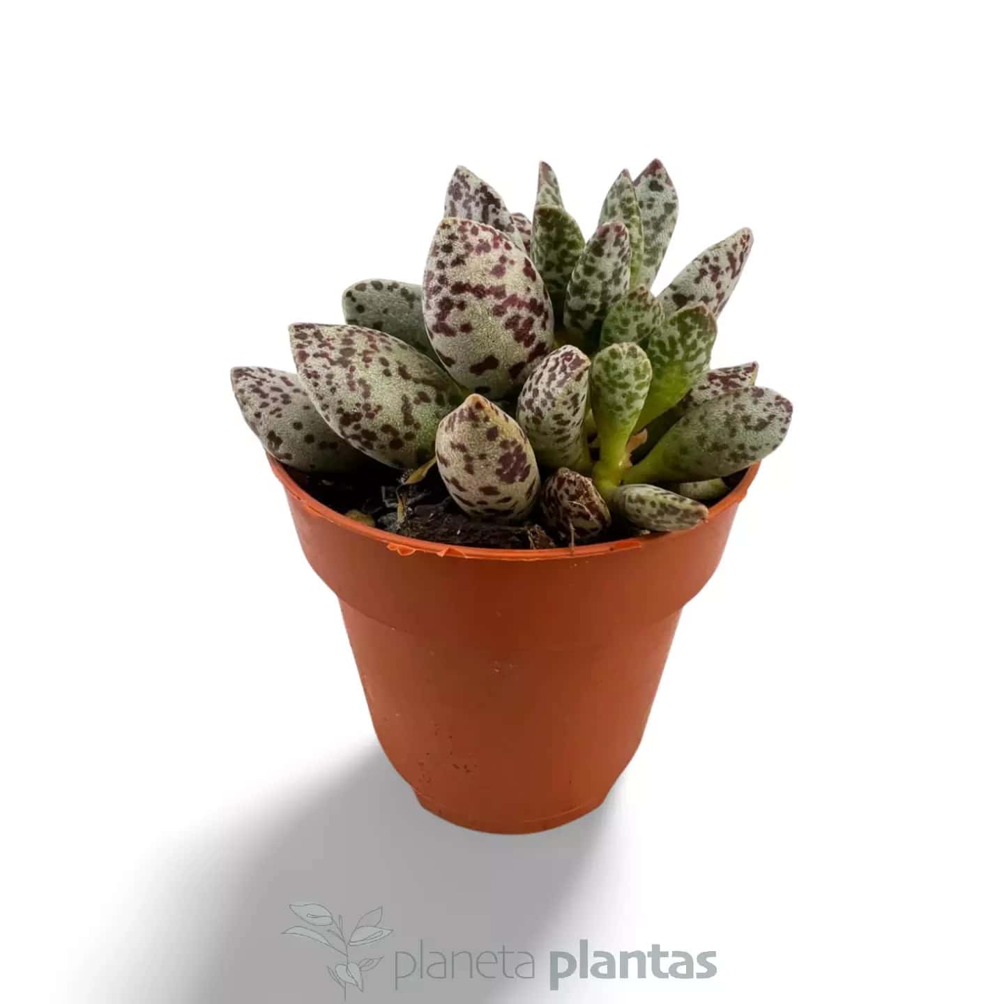 Adromischus cooperi var. fête