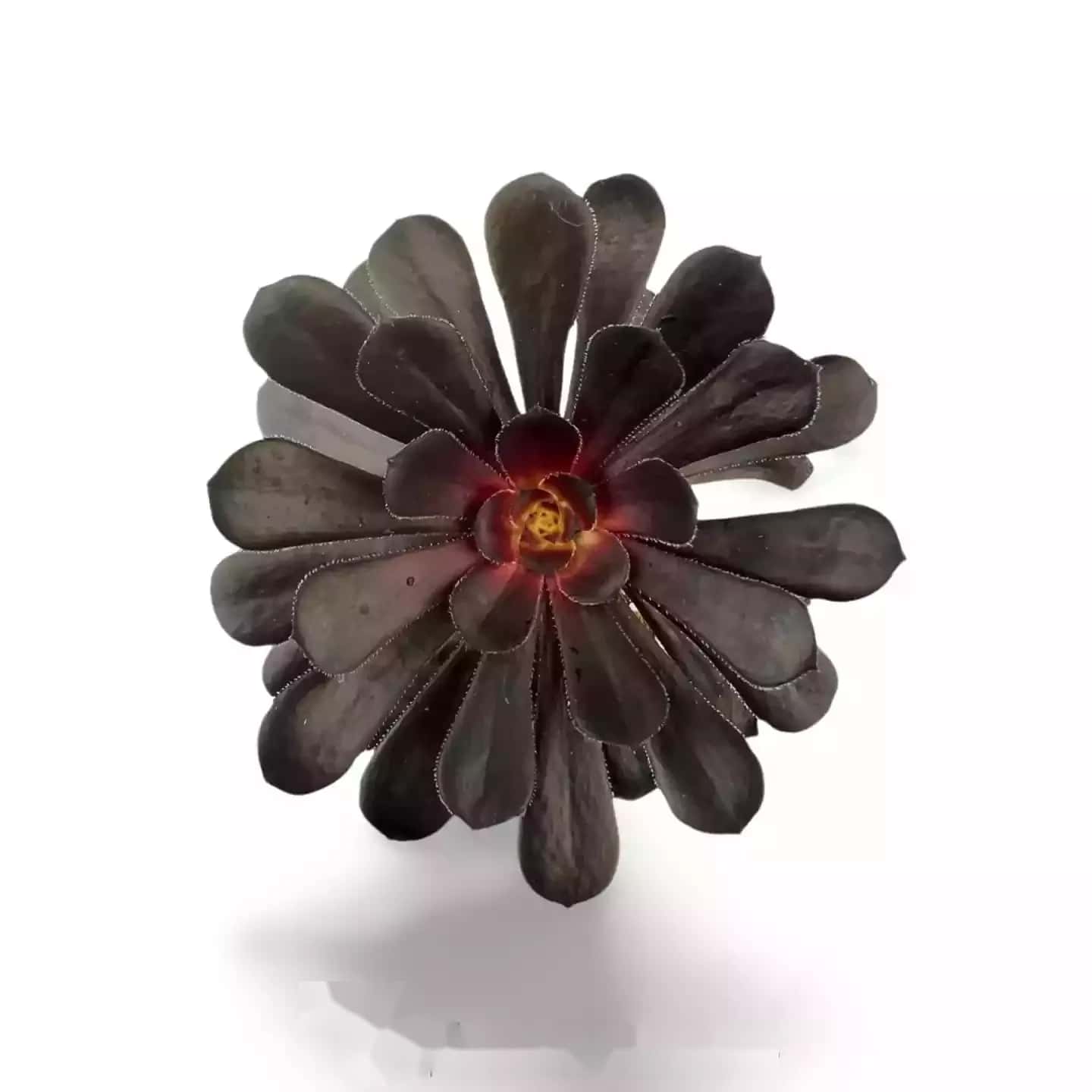 Rosier noir Aeonium Arboreum