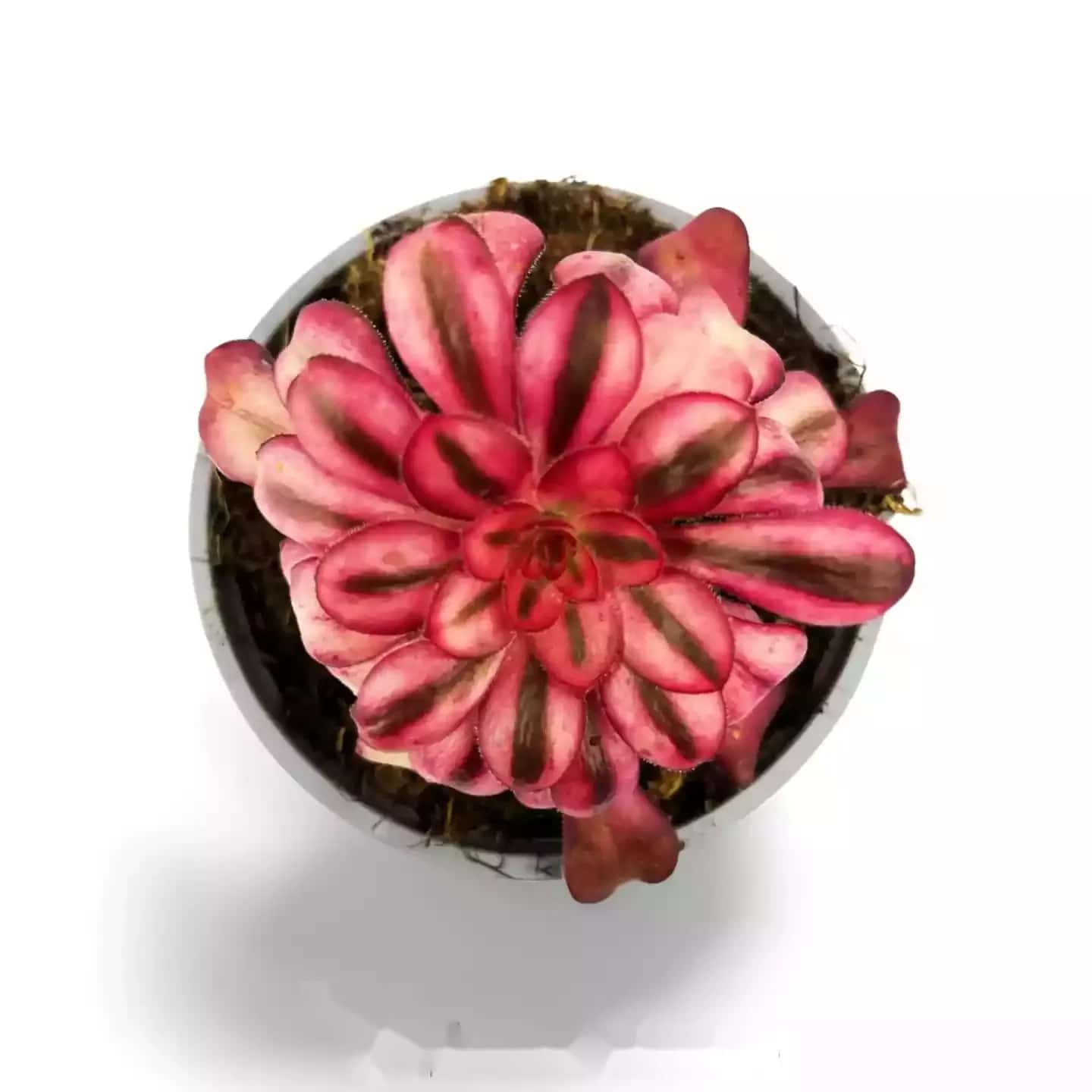 Aeonium Méduse