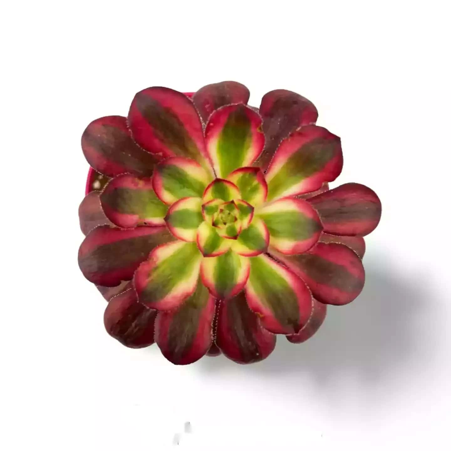 Aeonium Rouge Grenat Jaune Panaché Vulcain