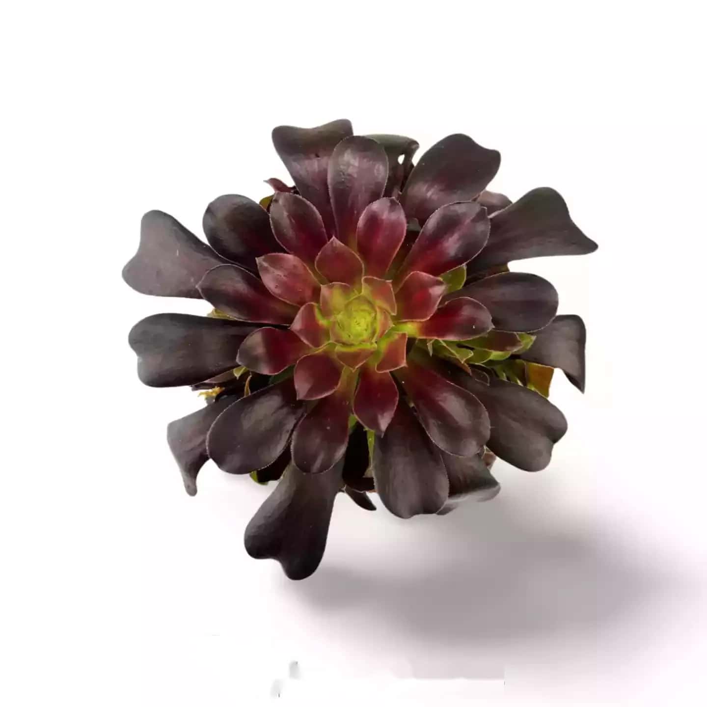 Aeonium Arboreum Rosier Noir XXL