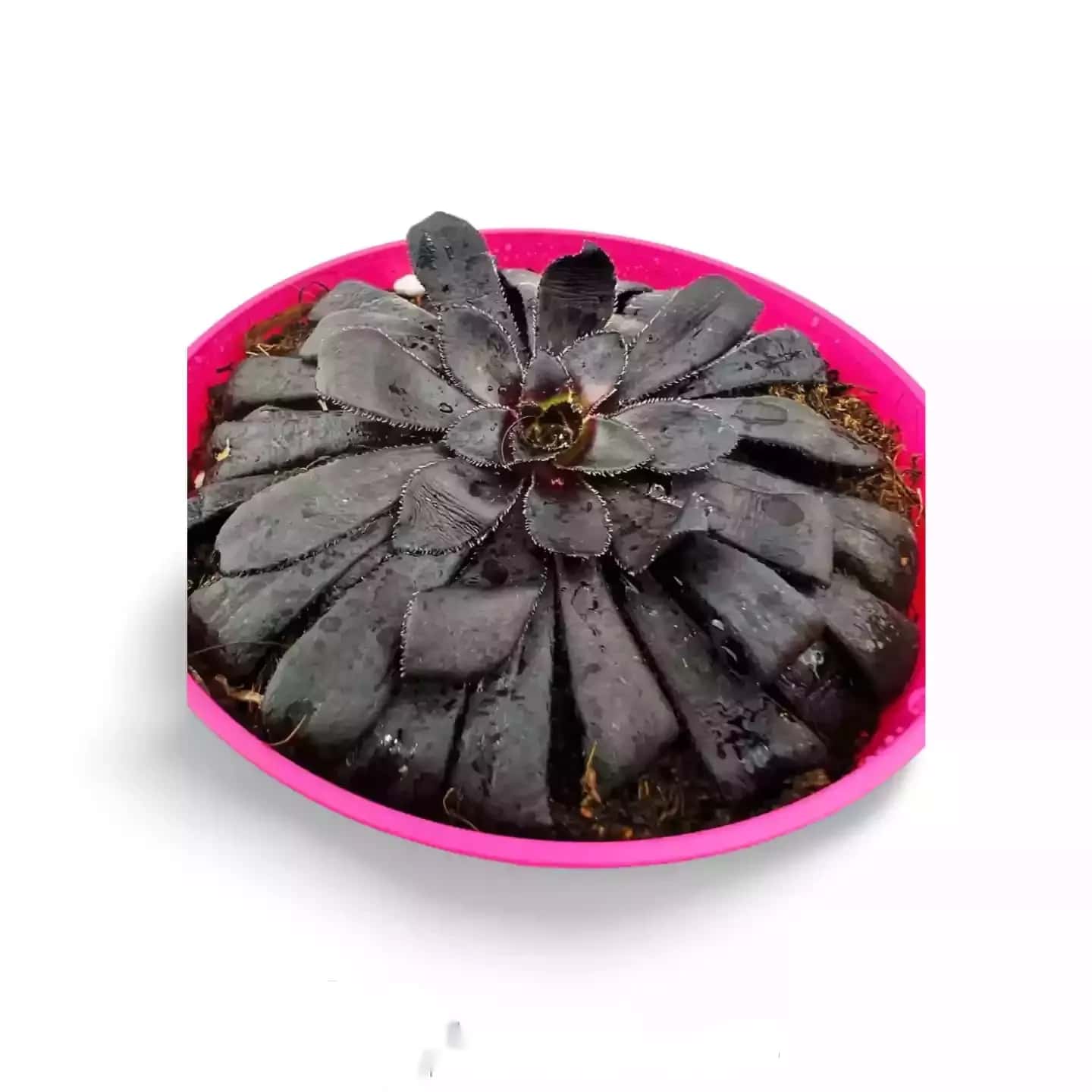 Aeonium Zwartkop Rose Noire Var