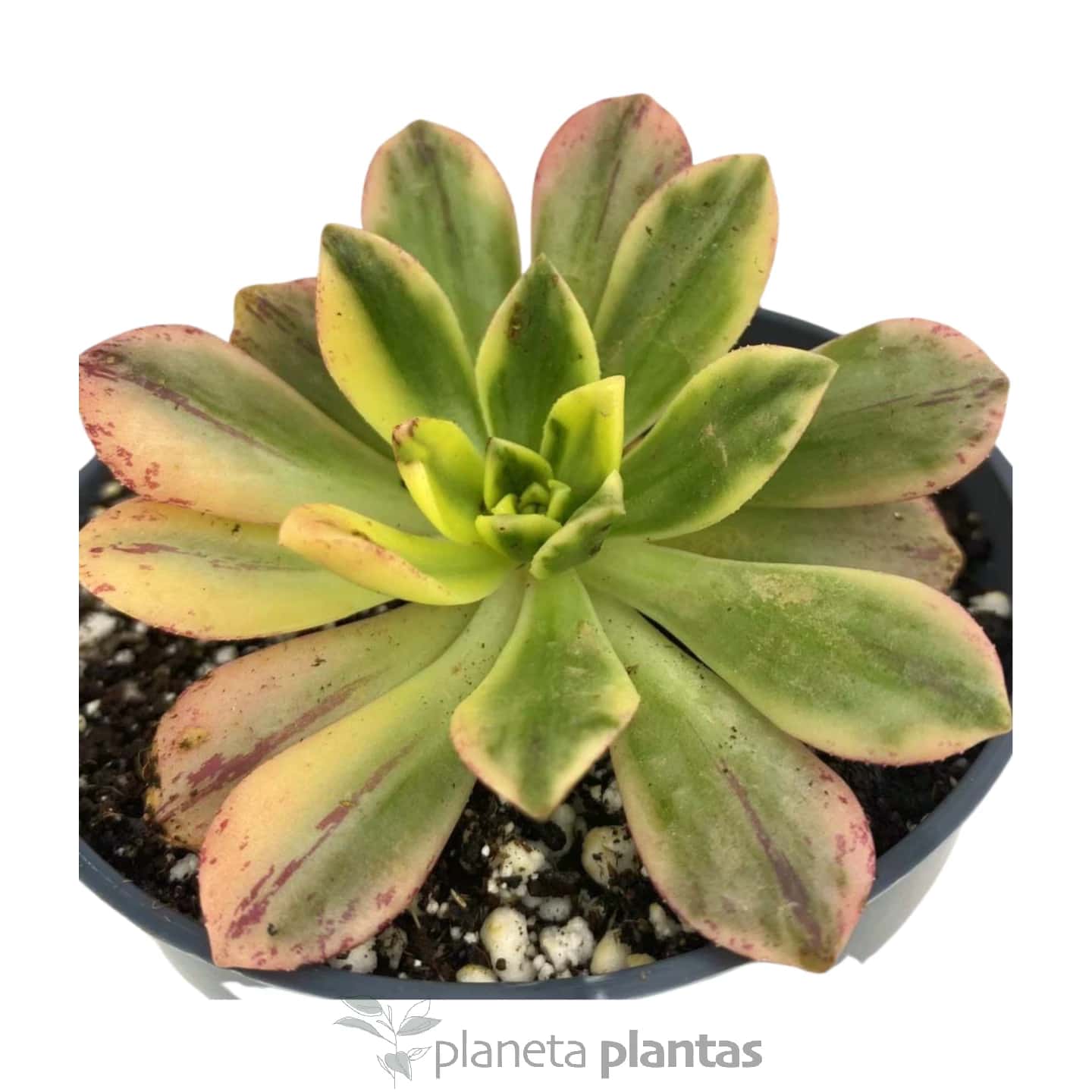 Thé vert Aeonium