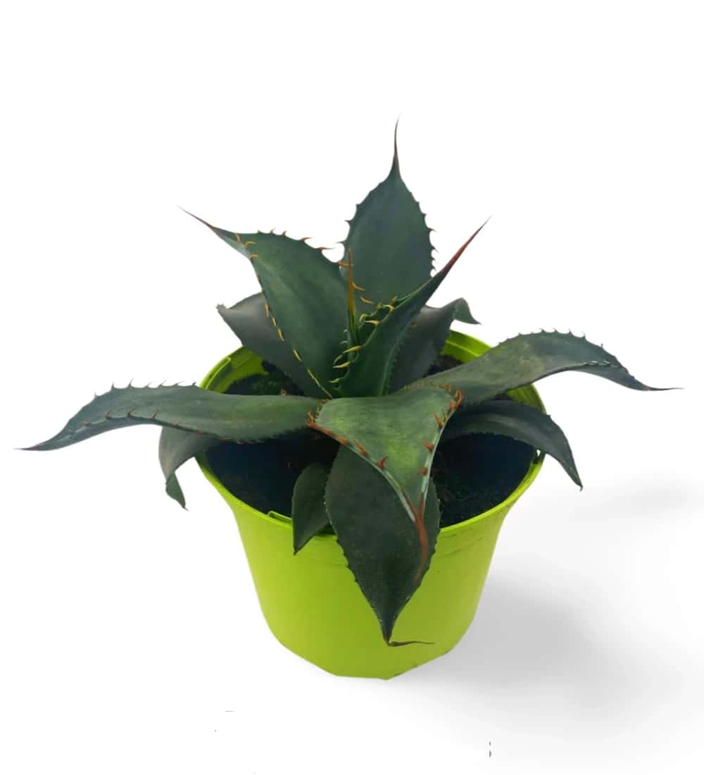 Agave colorée