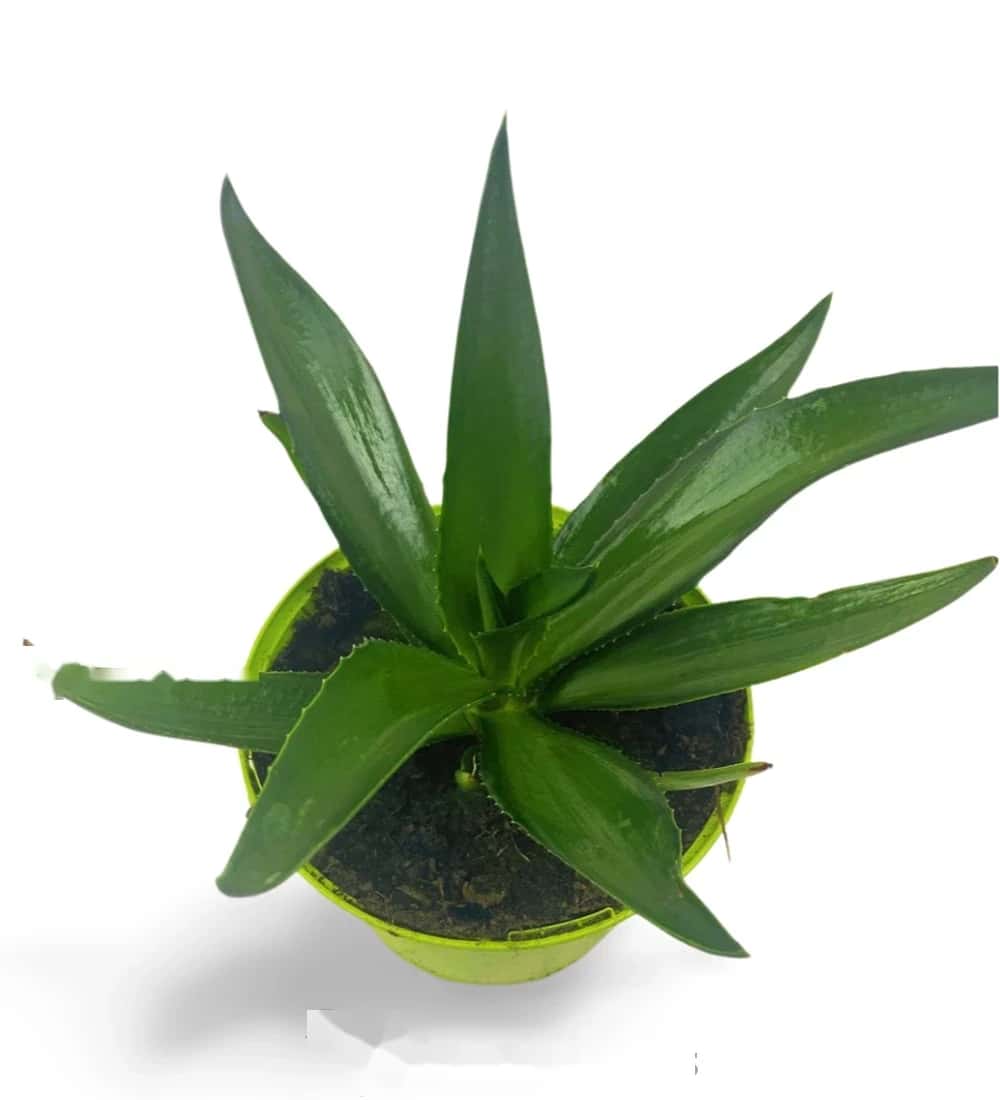 Agave Desmettiana Vert