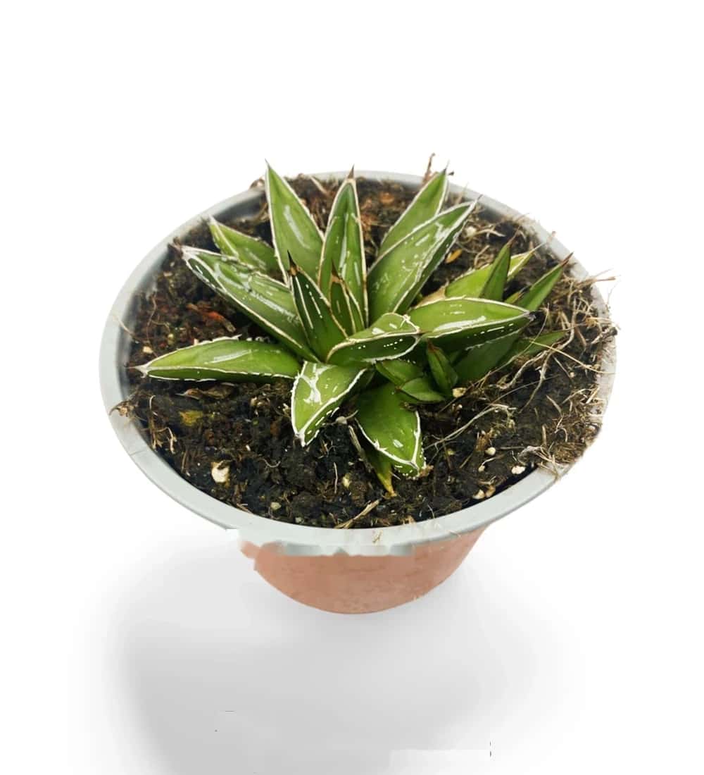 Agave de la reine Victoria