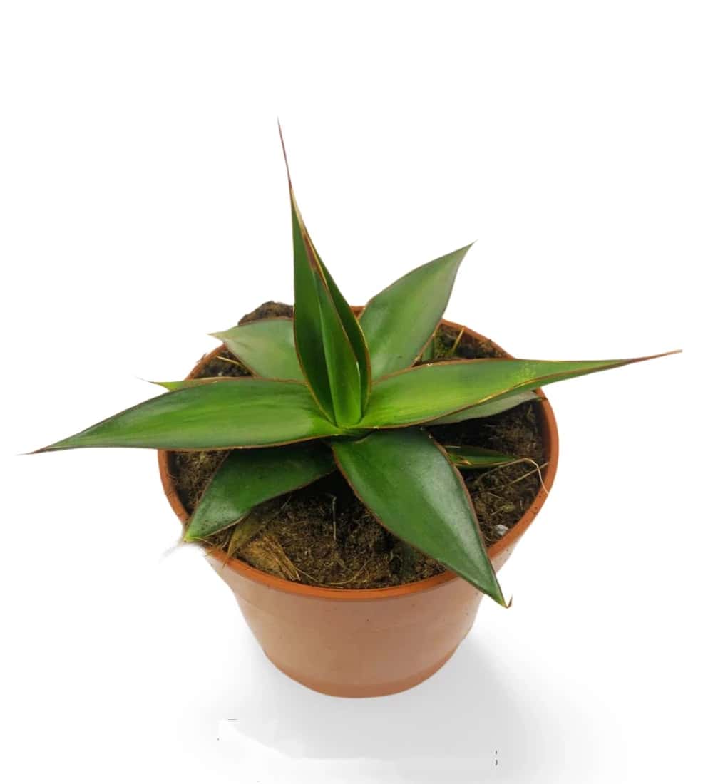 Agave impressionne impressionnant
