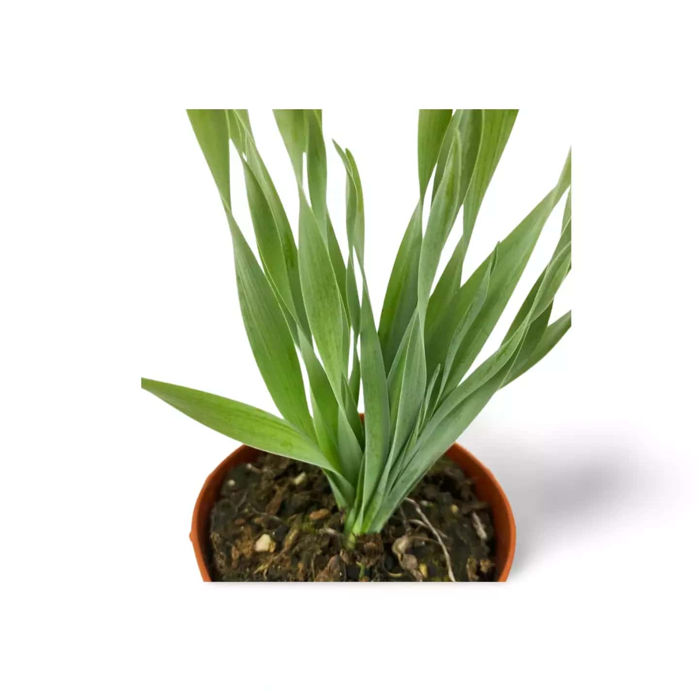 Albuca Concordiana