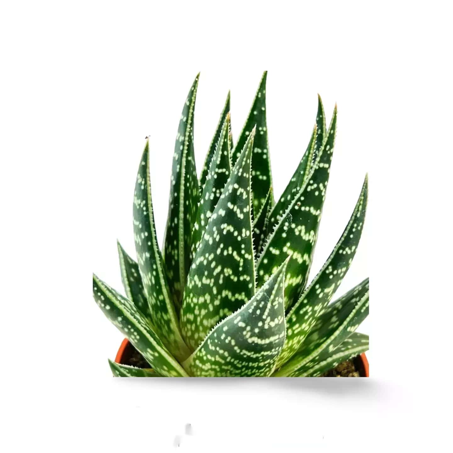 Aloe Tiki Tahi