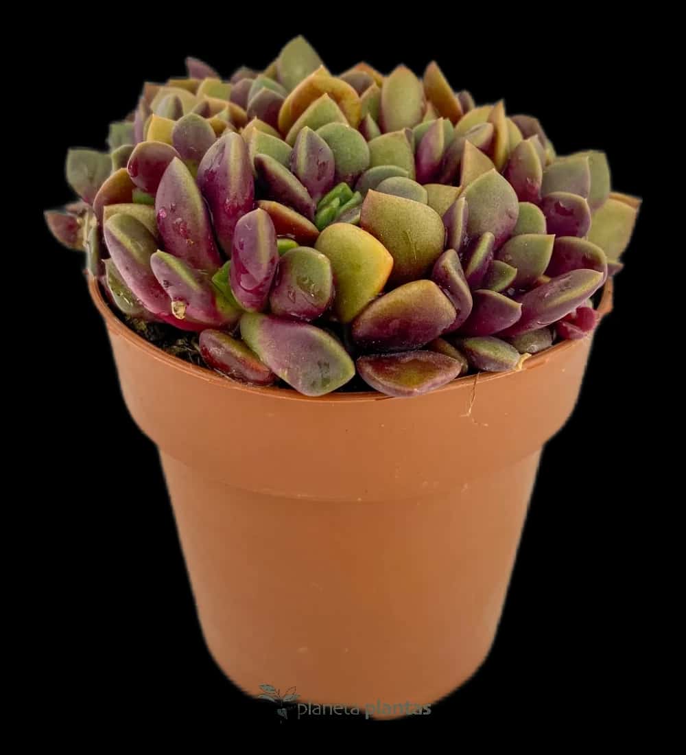 Anacampseros Rufescens Lever du Soleil