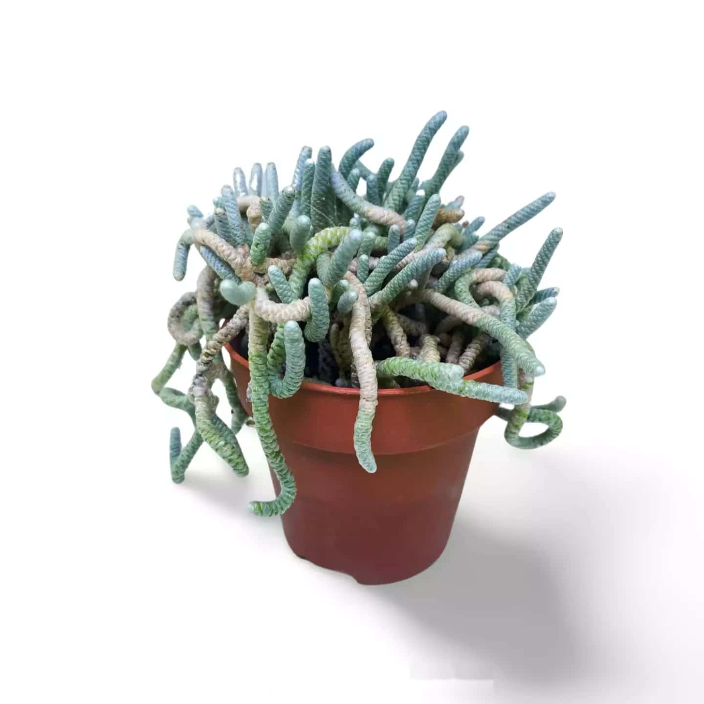 Avonia Quinaria