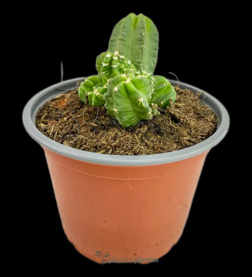 Echinocereus viereckii