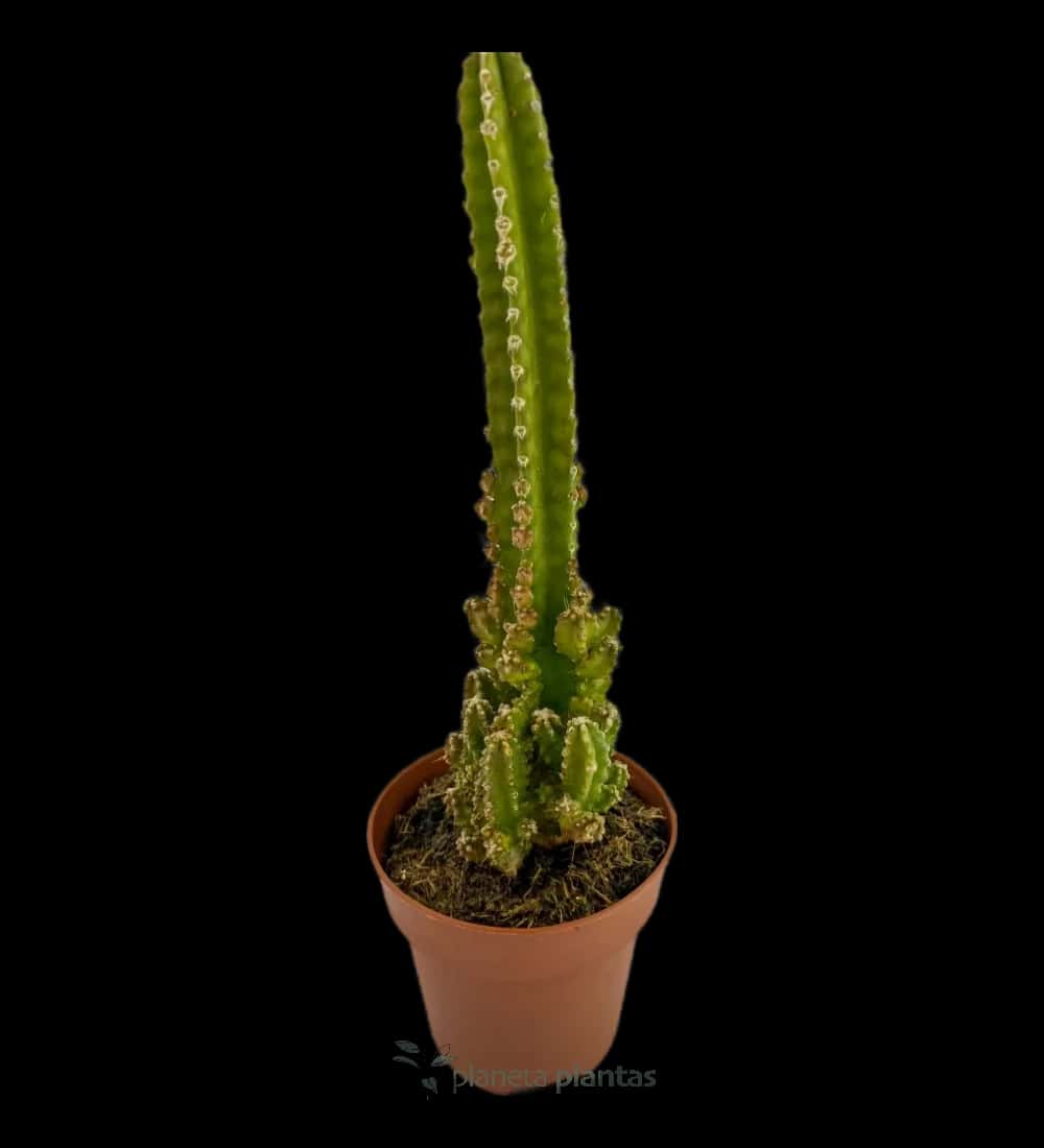 Cereus Tetragonus