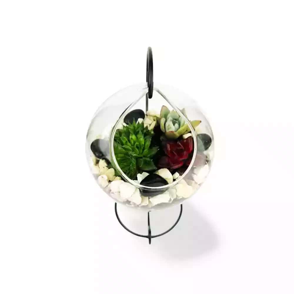 Ensemble de Succulentes Suspendues