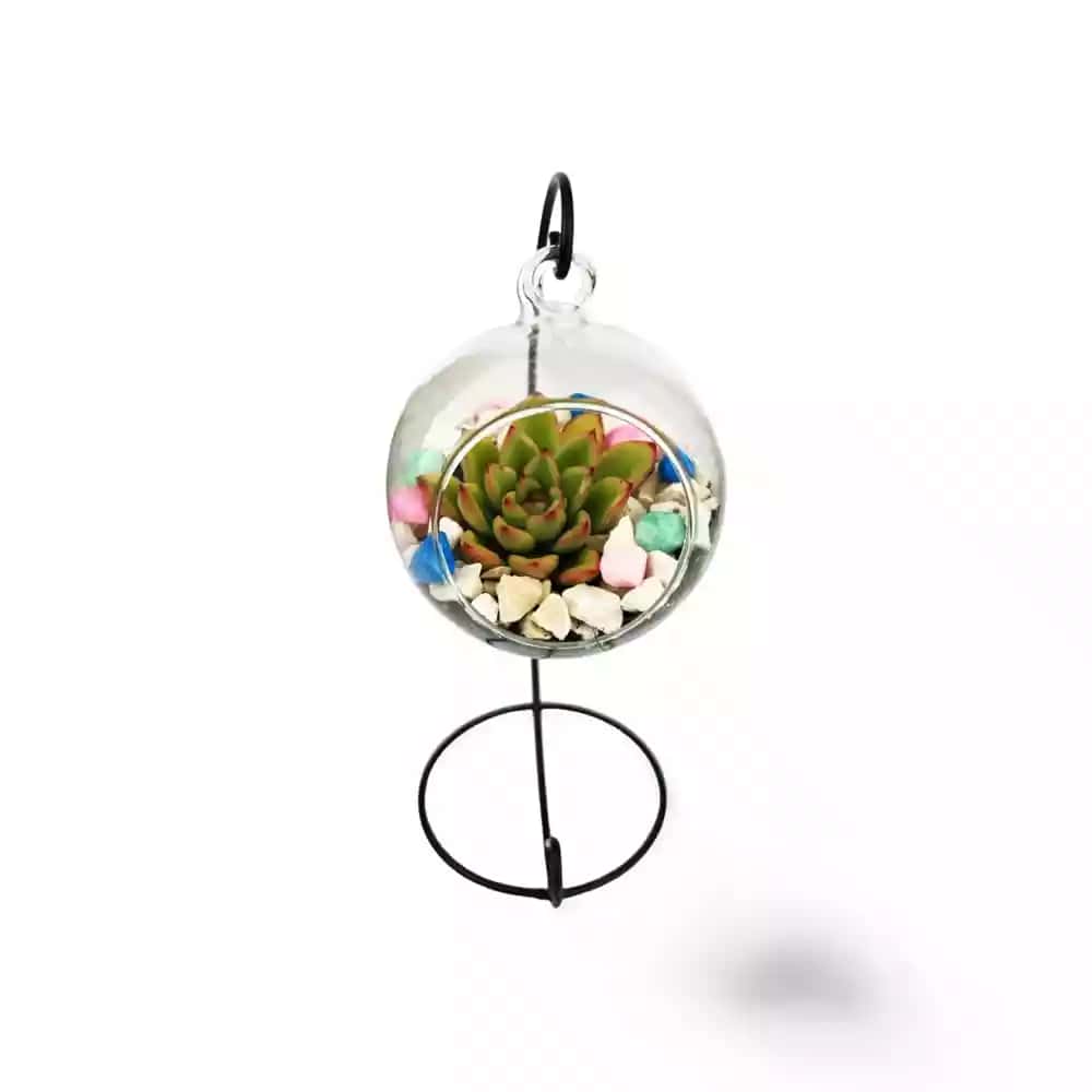 Ensemble de Succulentes Suspendues