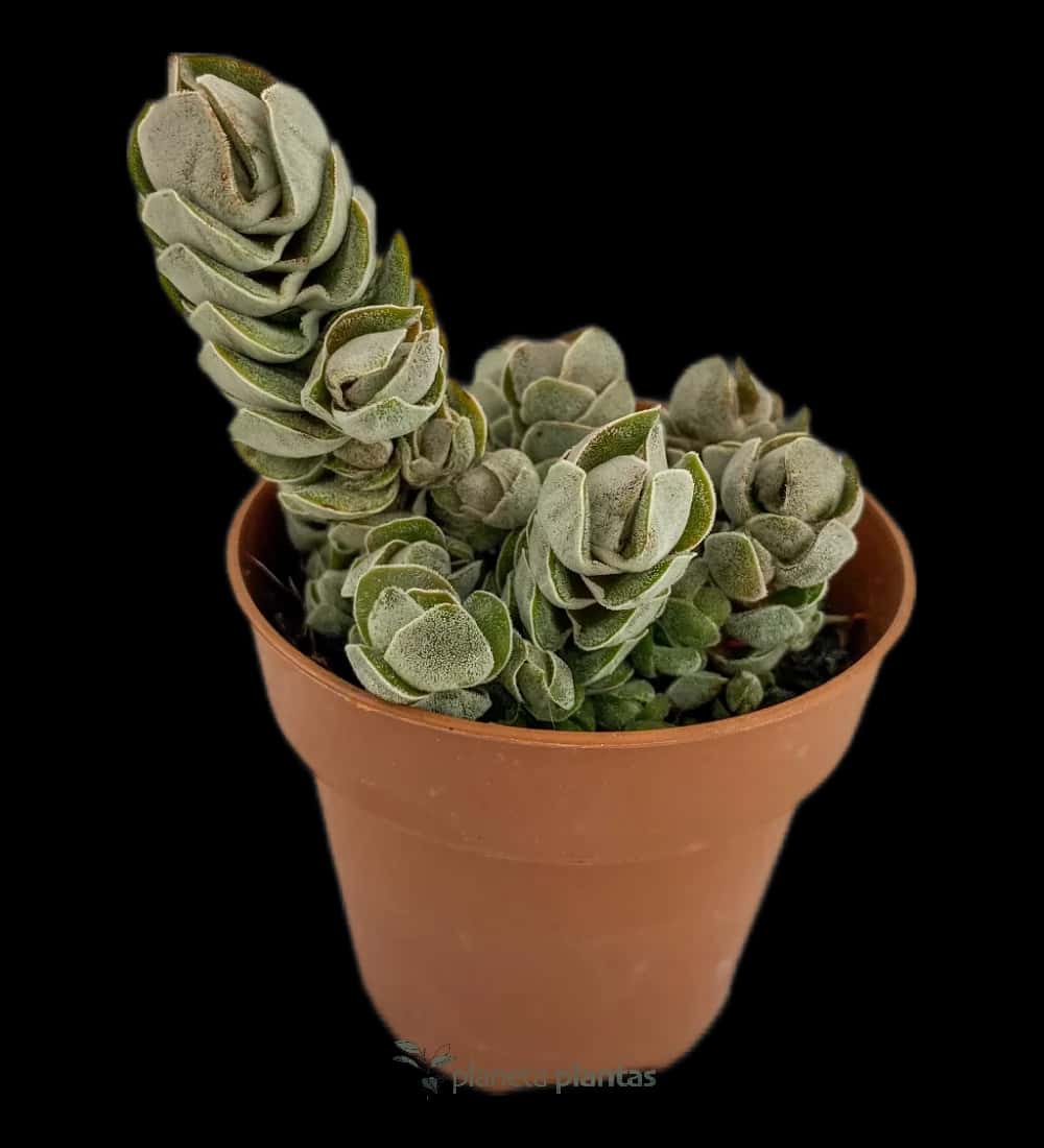 Pagode d'ivoire de Crassula