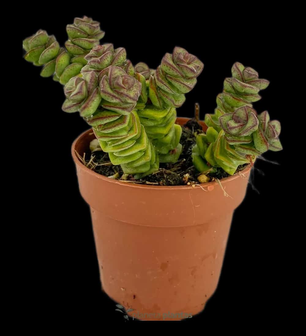 Collier de Jade Crassula