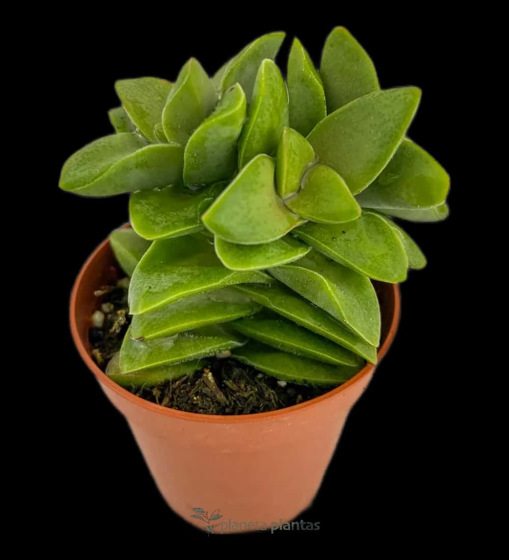 Crassula Printemps Mod B