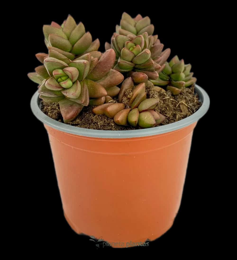 Crassula Printemps Mod A
