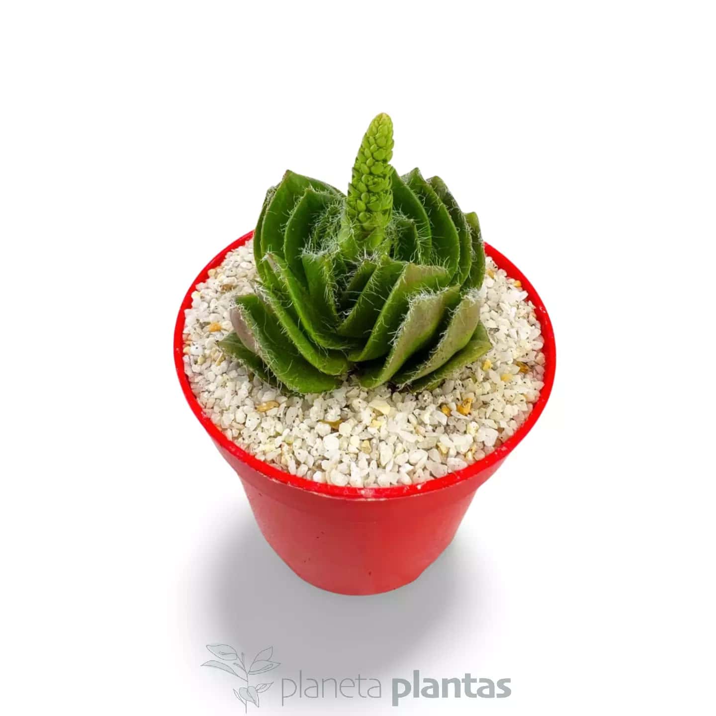 Crassula Barbata - Grand