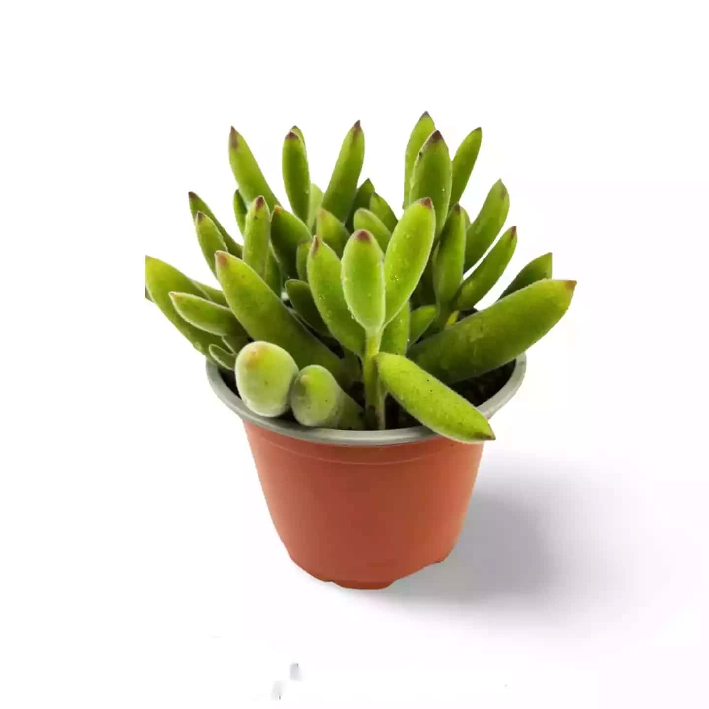 Crassula nudicaulis