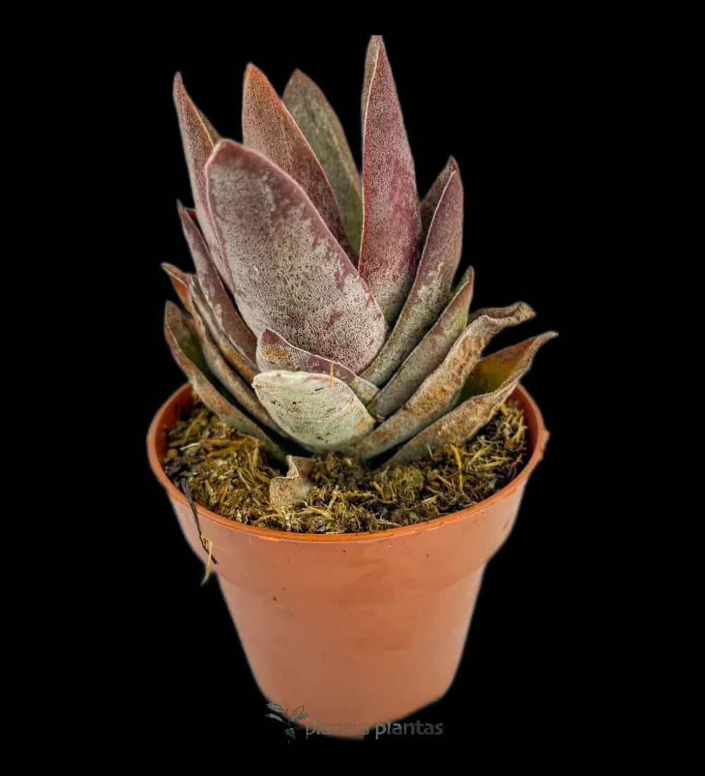 Crassula Perfoliata Var. Falcata