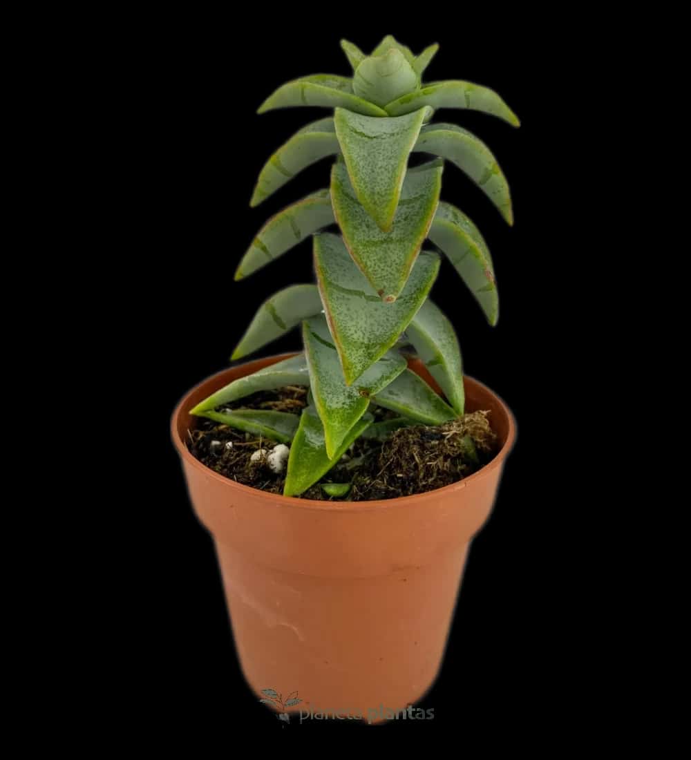 Crassula Perforata