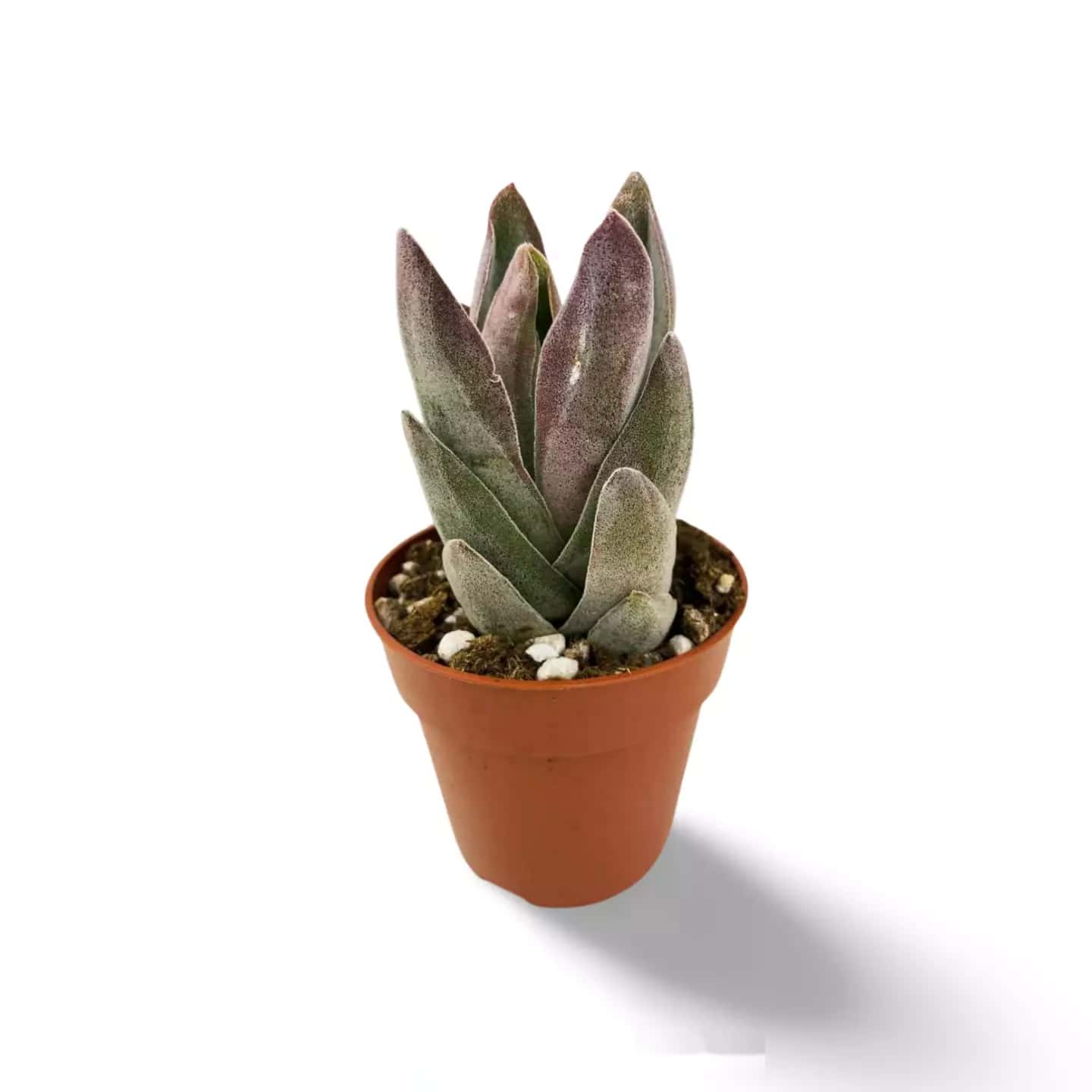 Crassula Grenat Lotus
