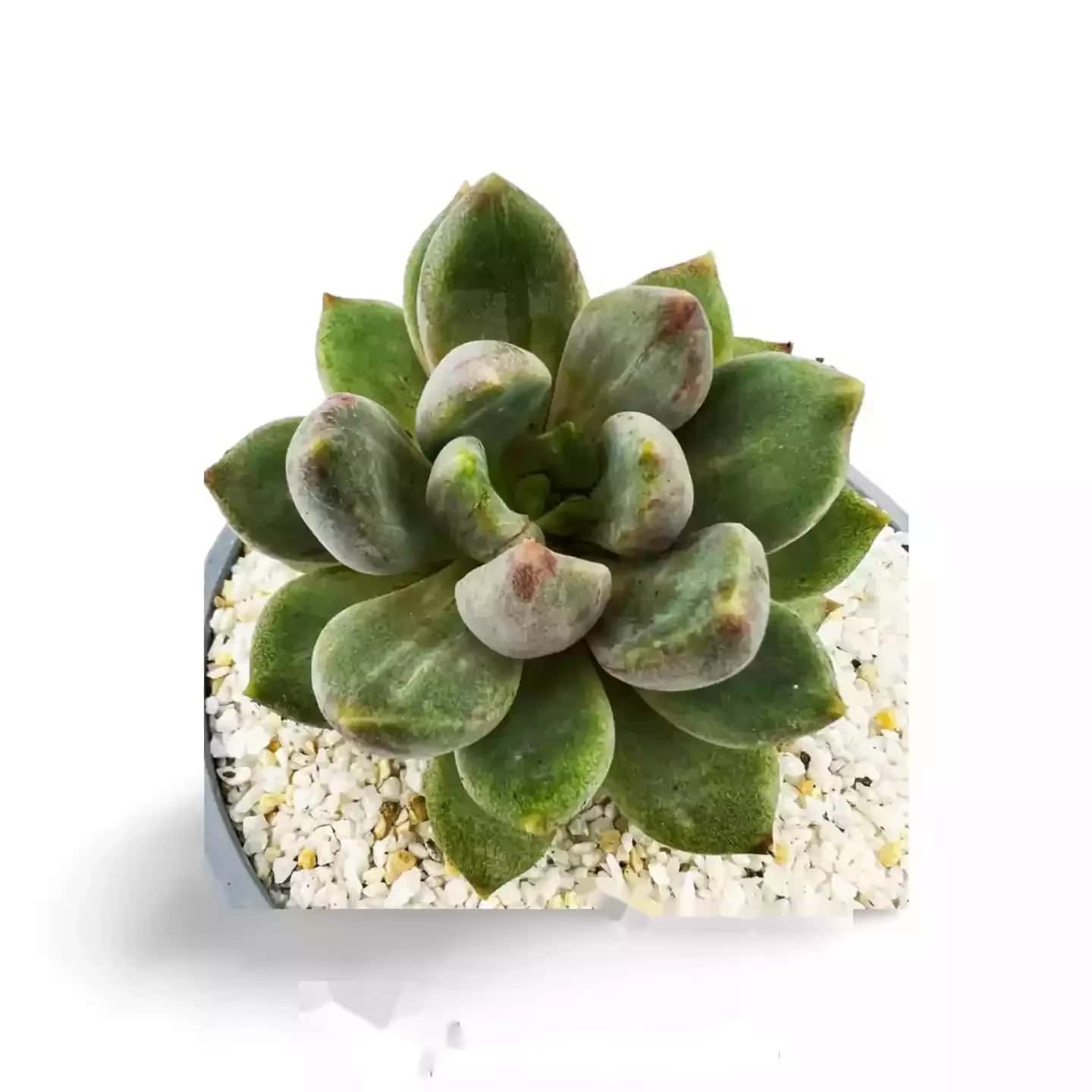 Echeveria Tolimanensis Rouge Foncé