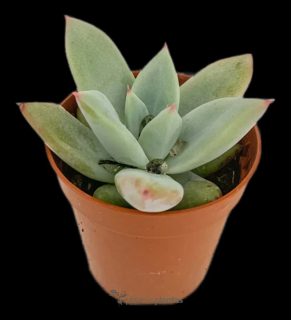 Echeveria agavoides