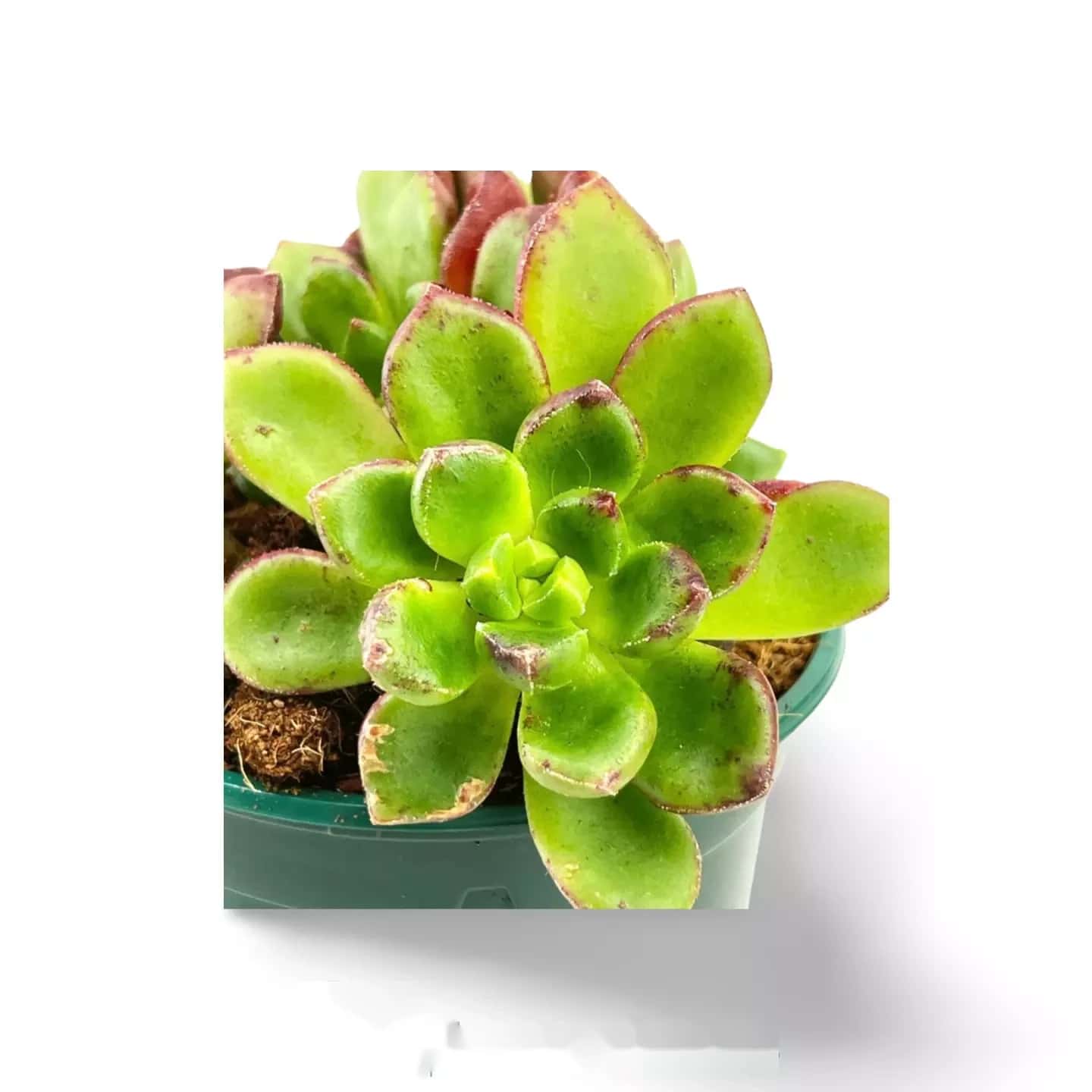 Echeveria multicaulis - rose cuivrée