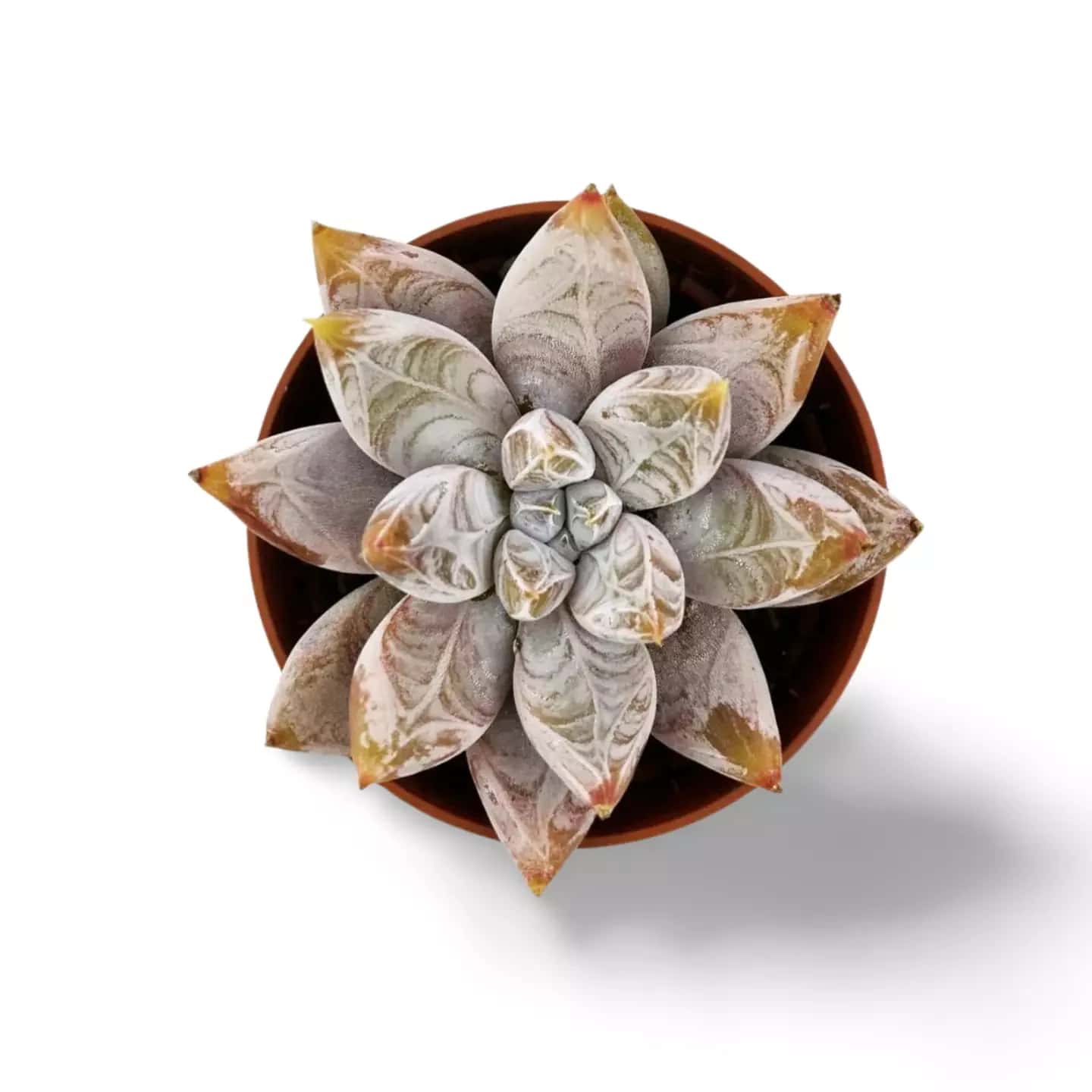 Echeveria tolimanensis