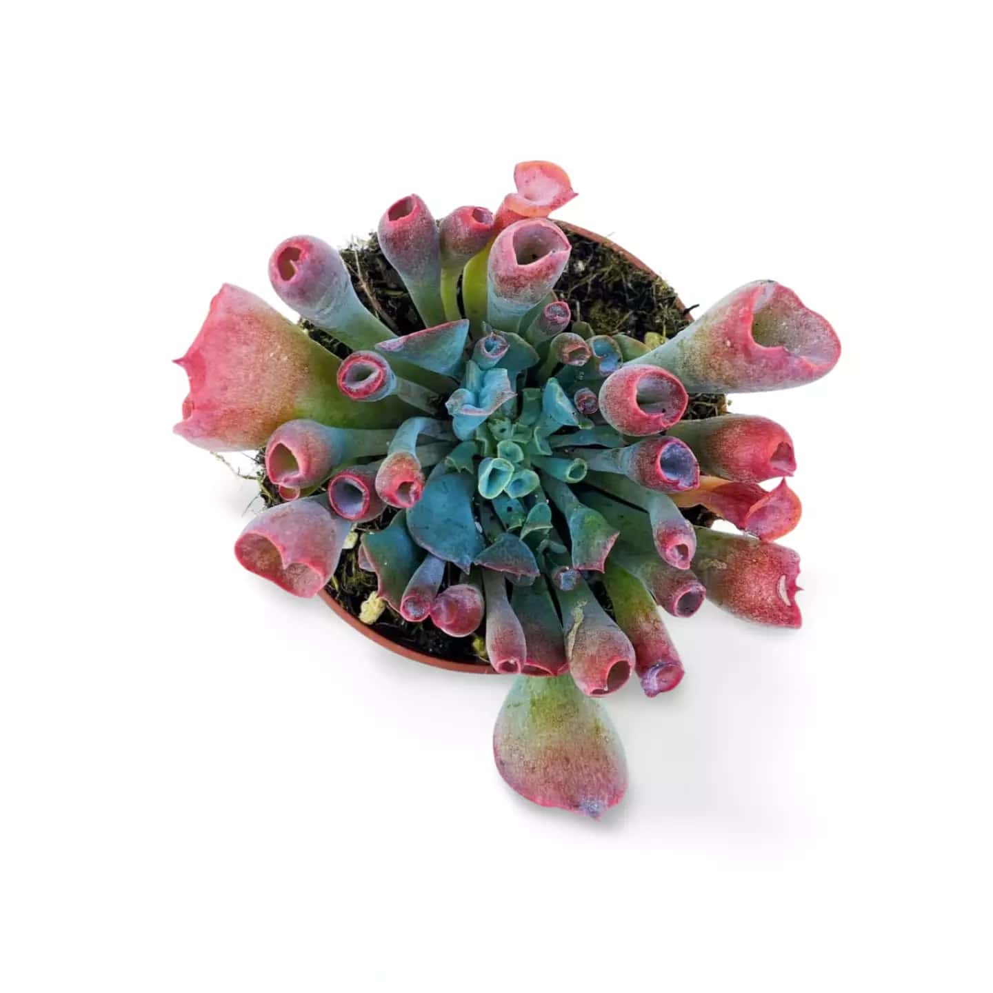 Echeveria Trompette Pinky