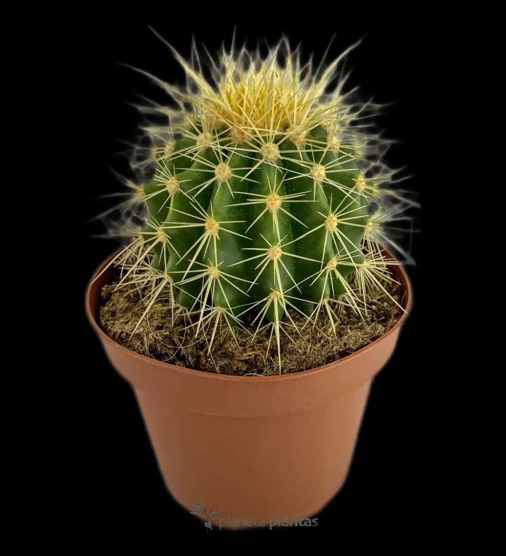 Echinocactus Grusonii Al