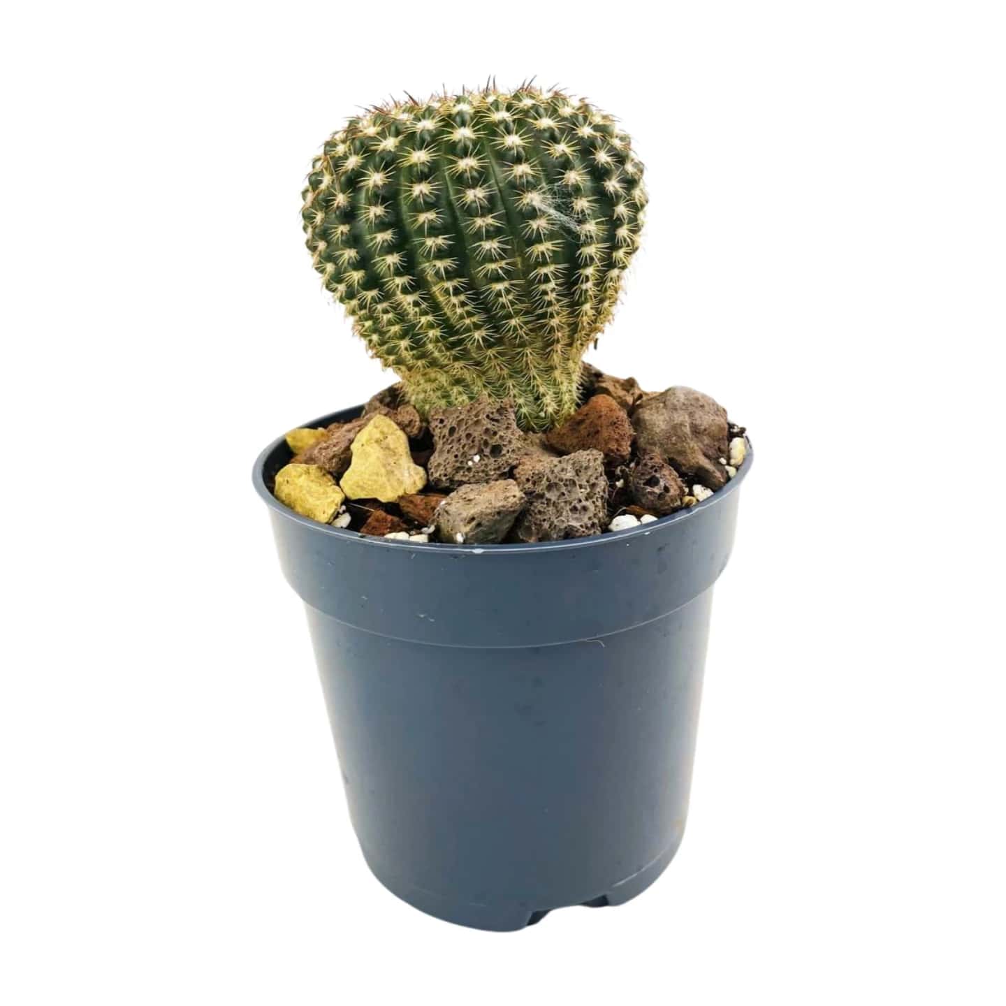 Echinocereus Reichenbachii