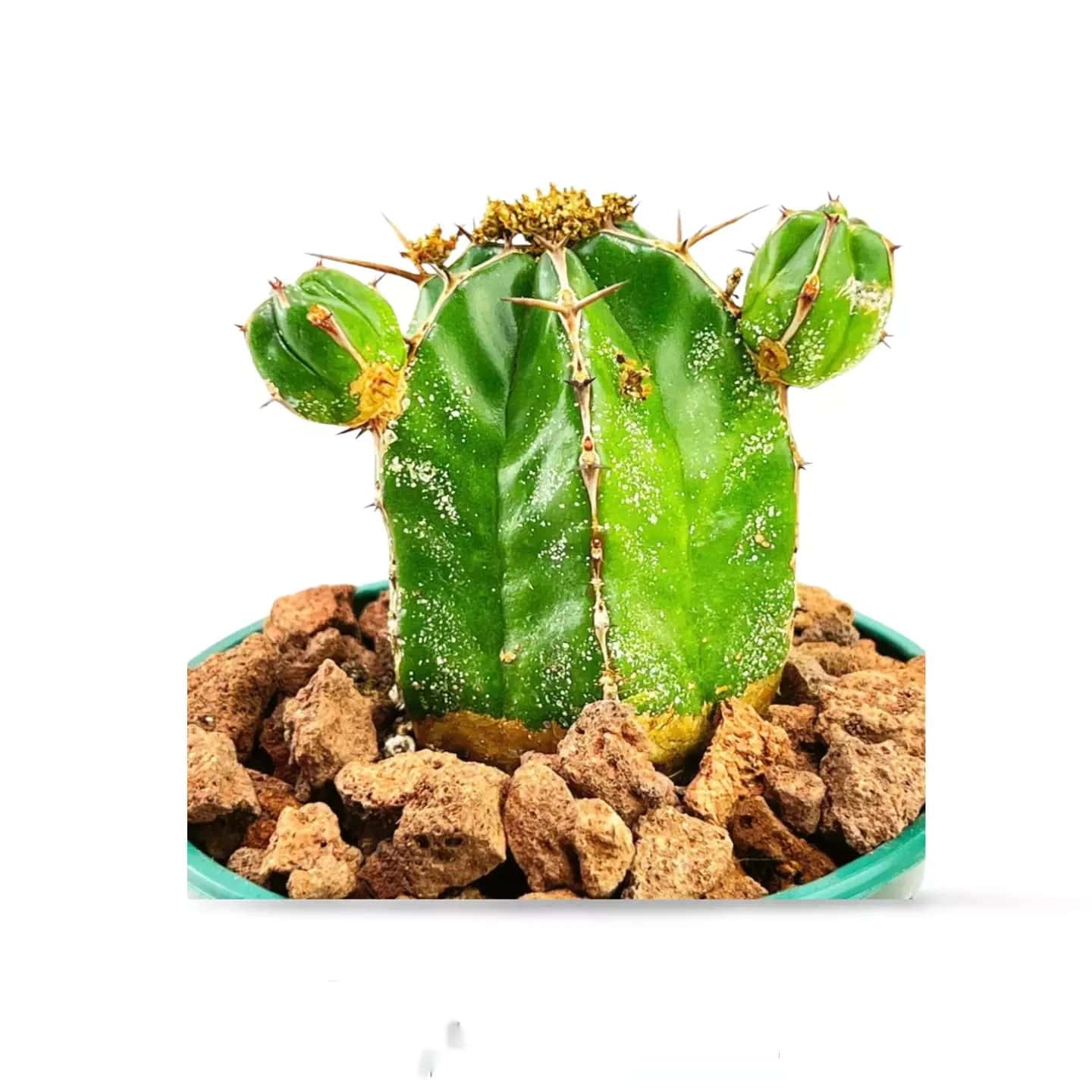 Euphorbe handiensis