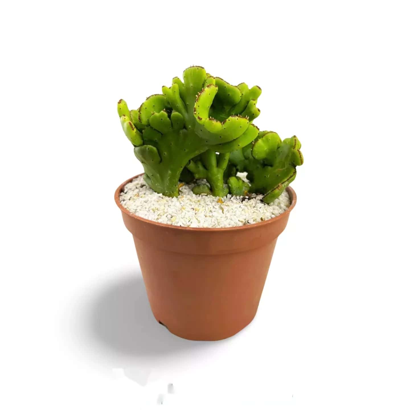 Euphorbe leucodendron