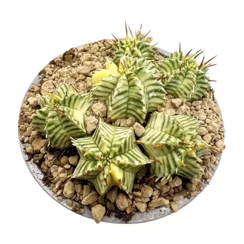 Euphorbia meloformis panachée