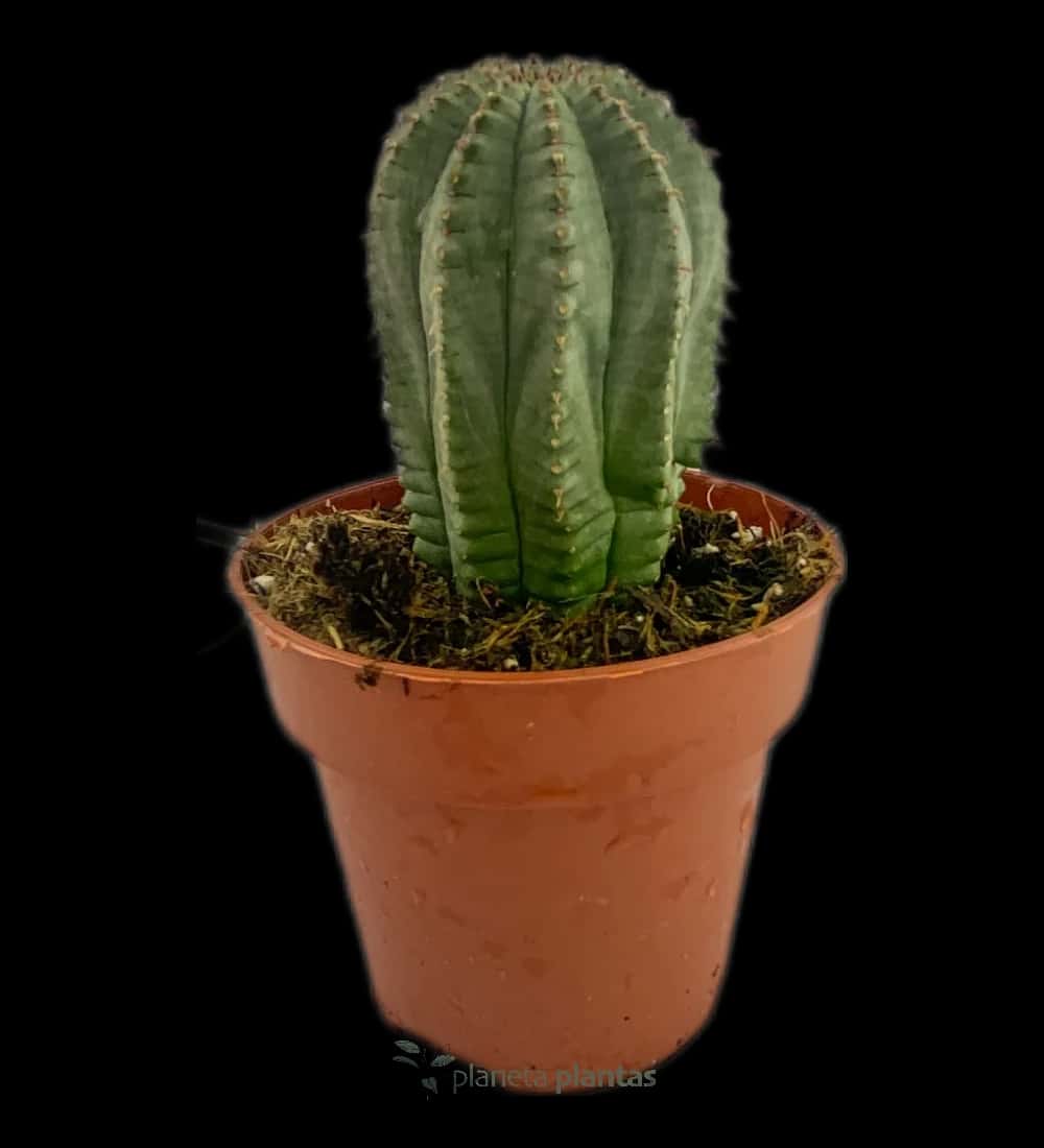 Oursin - (Euphorbia Obesa L)