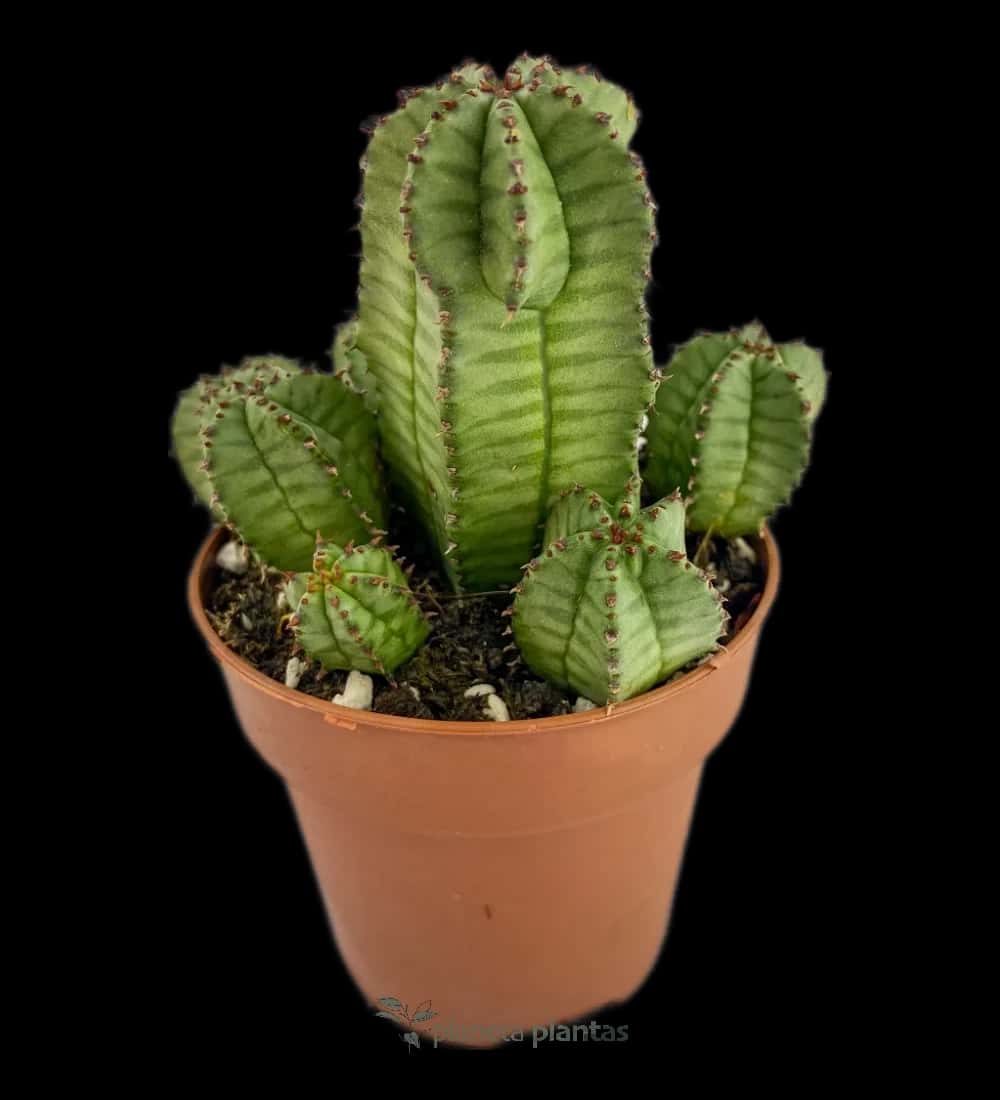 Euphorbe Polygone B