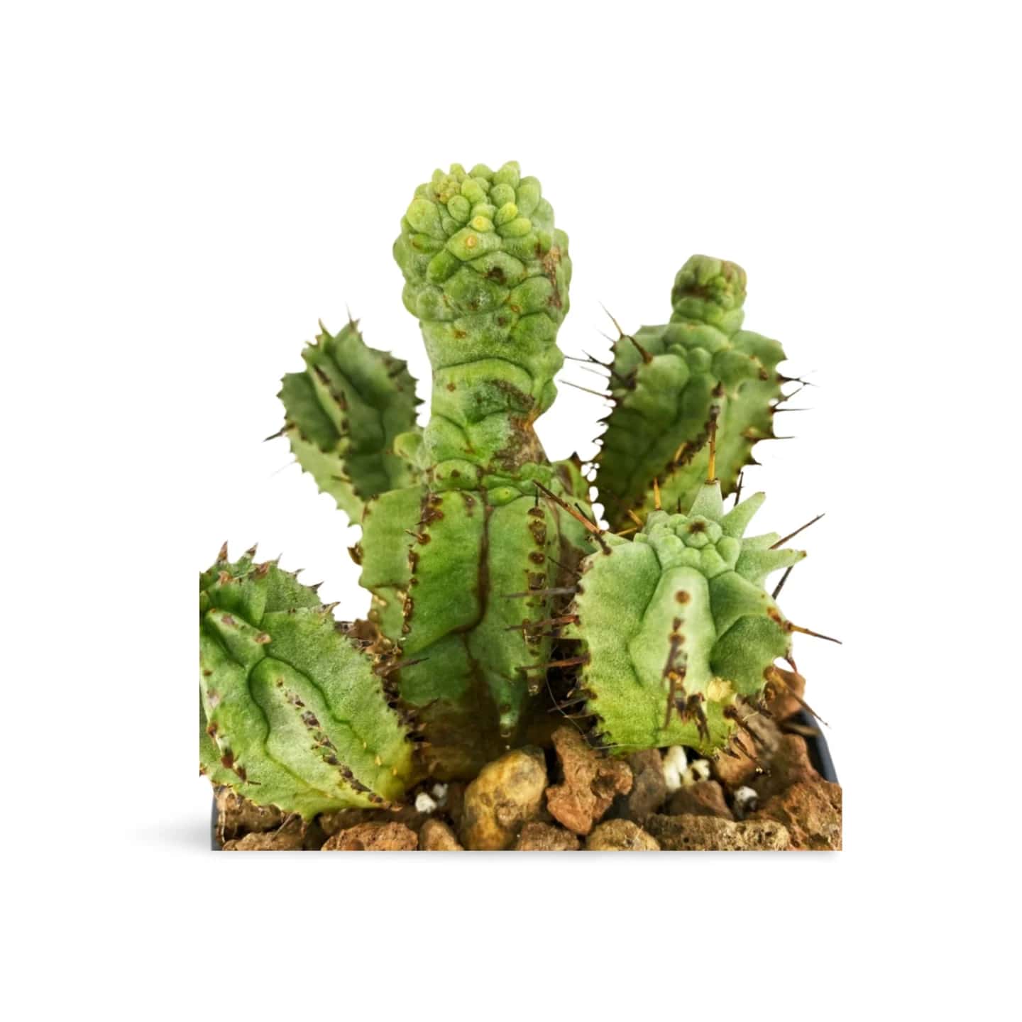Euphorbia Horrida monstrueuse