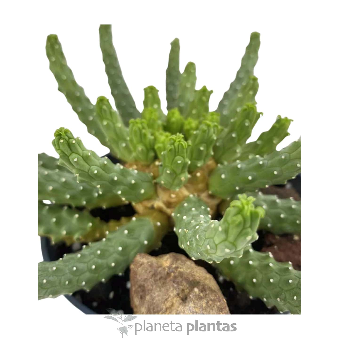 Euphorbe Inermis