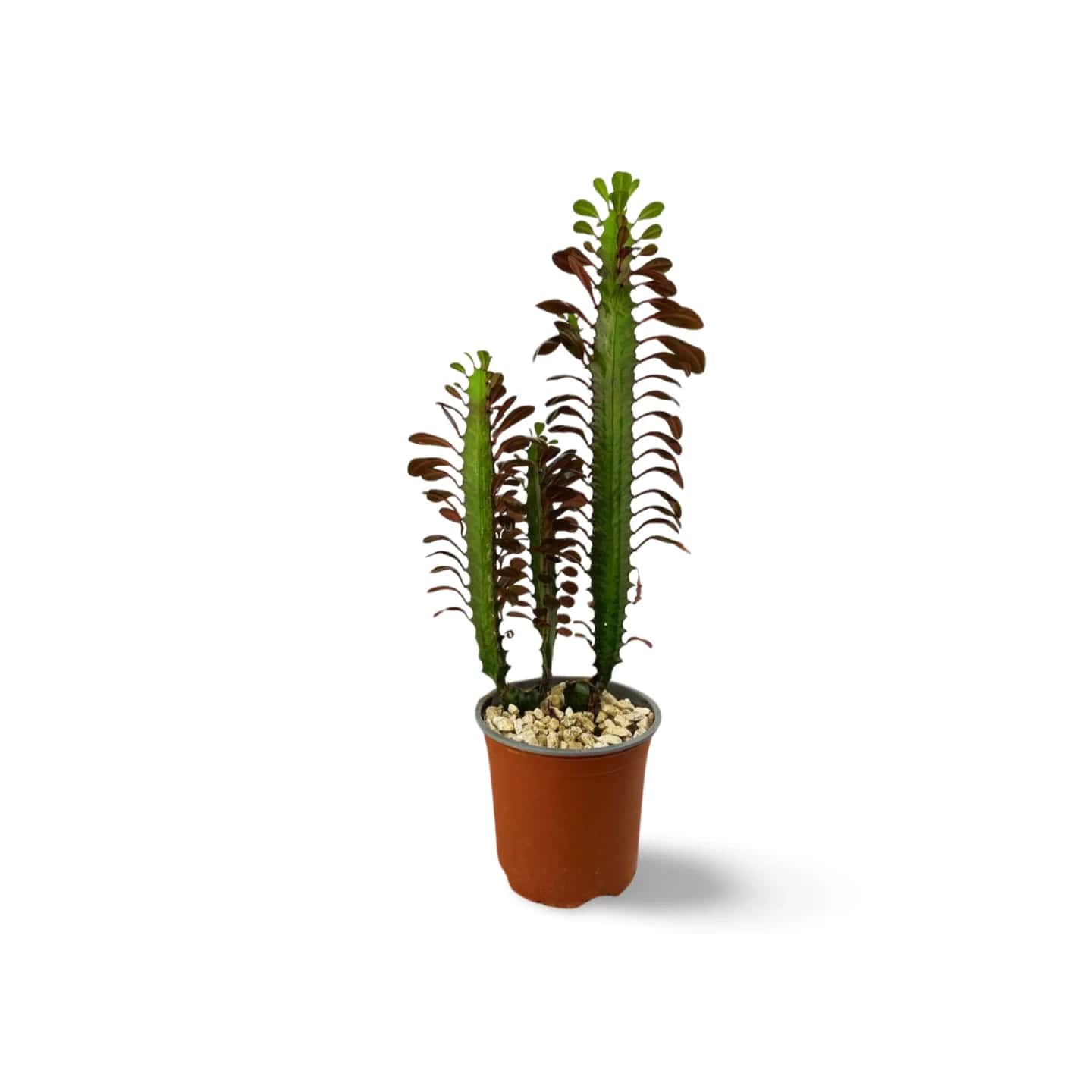 Euphorbe Trigona Rubra