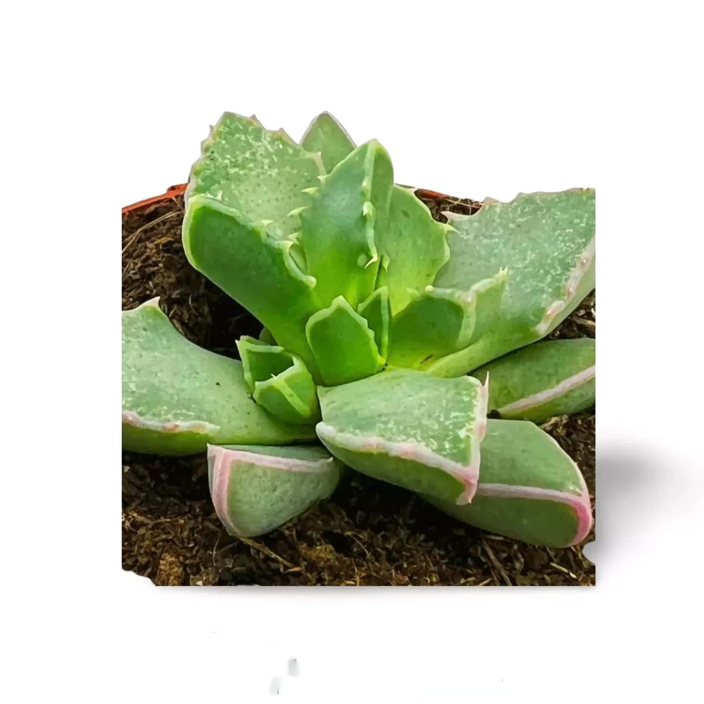 Faucaria Tigrina