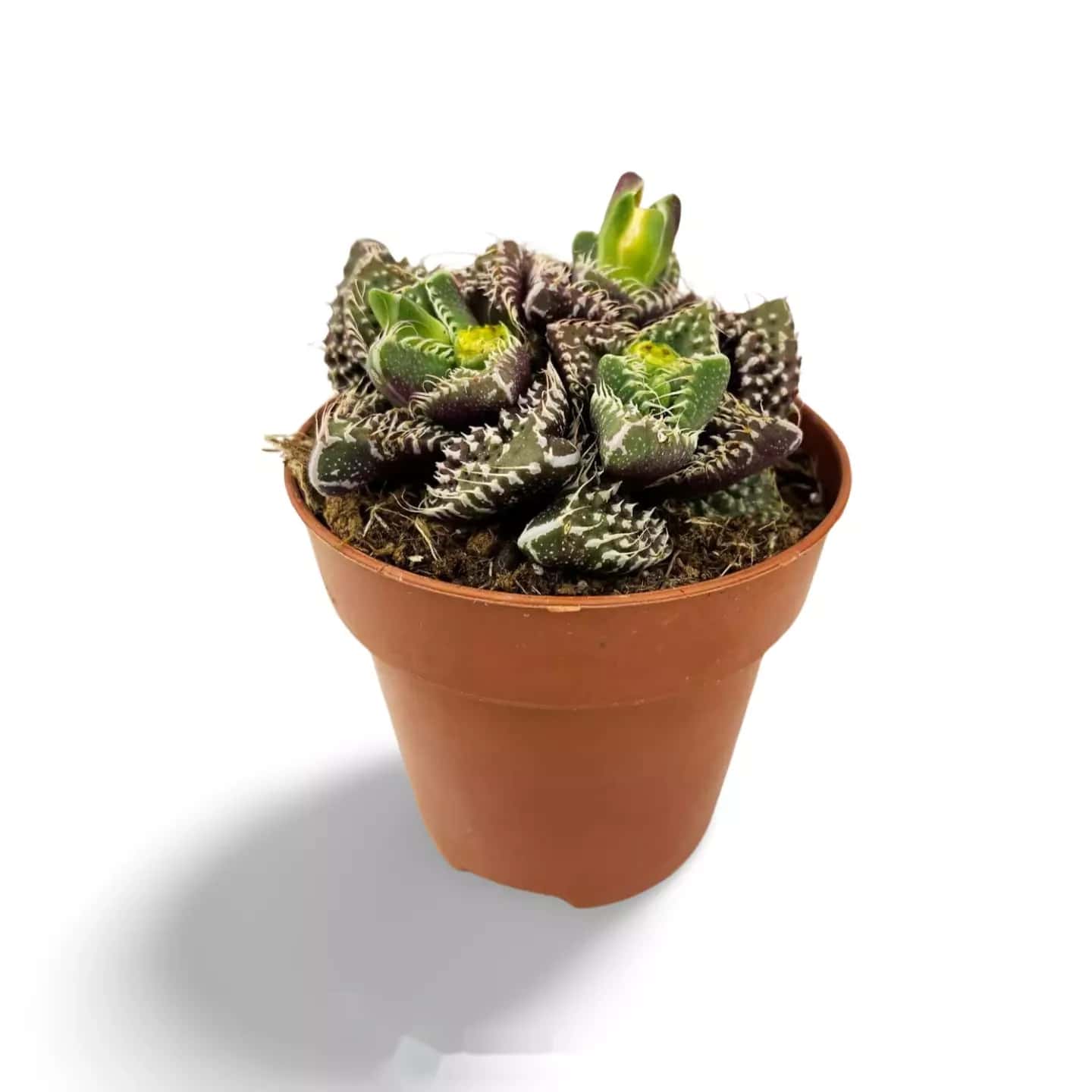 Faucaria tuberculeuse
