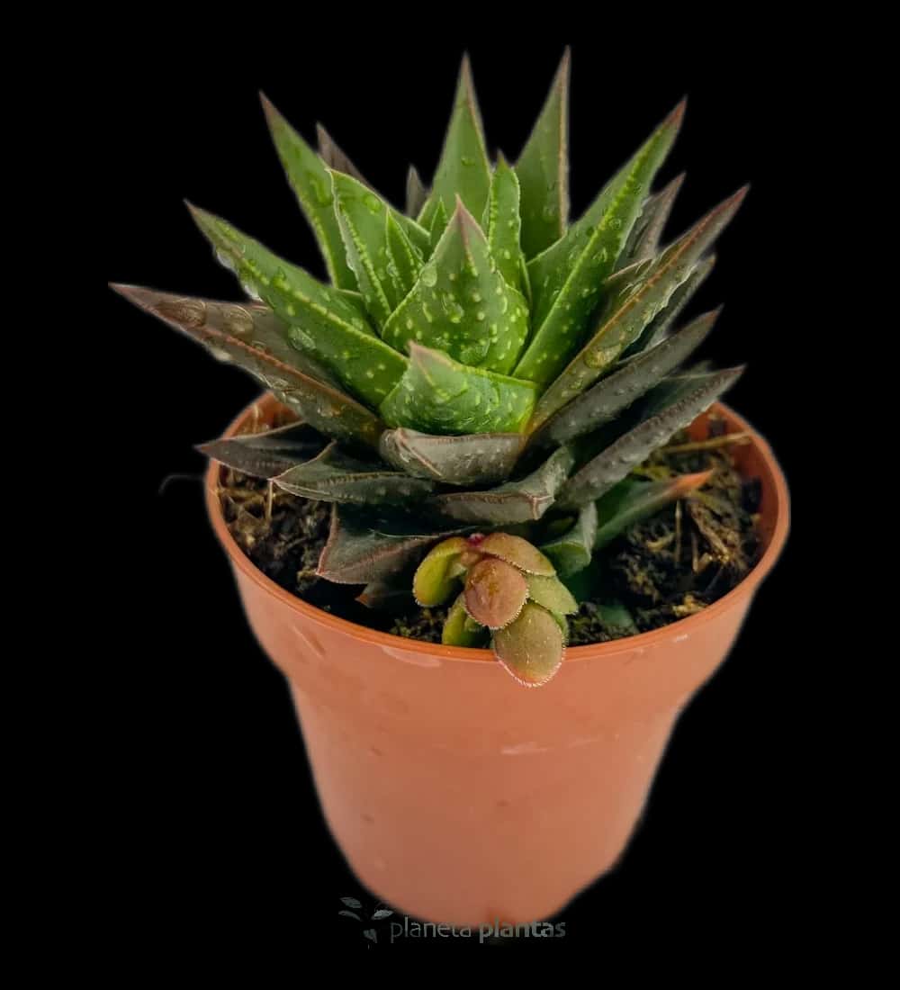 Gasteraloe Flow Mini