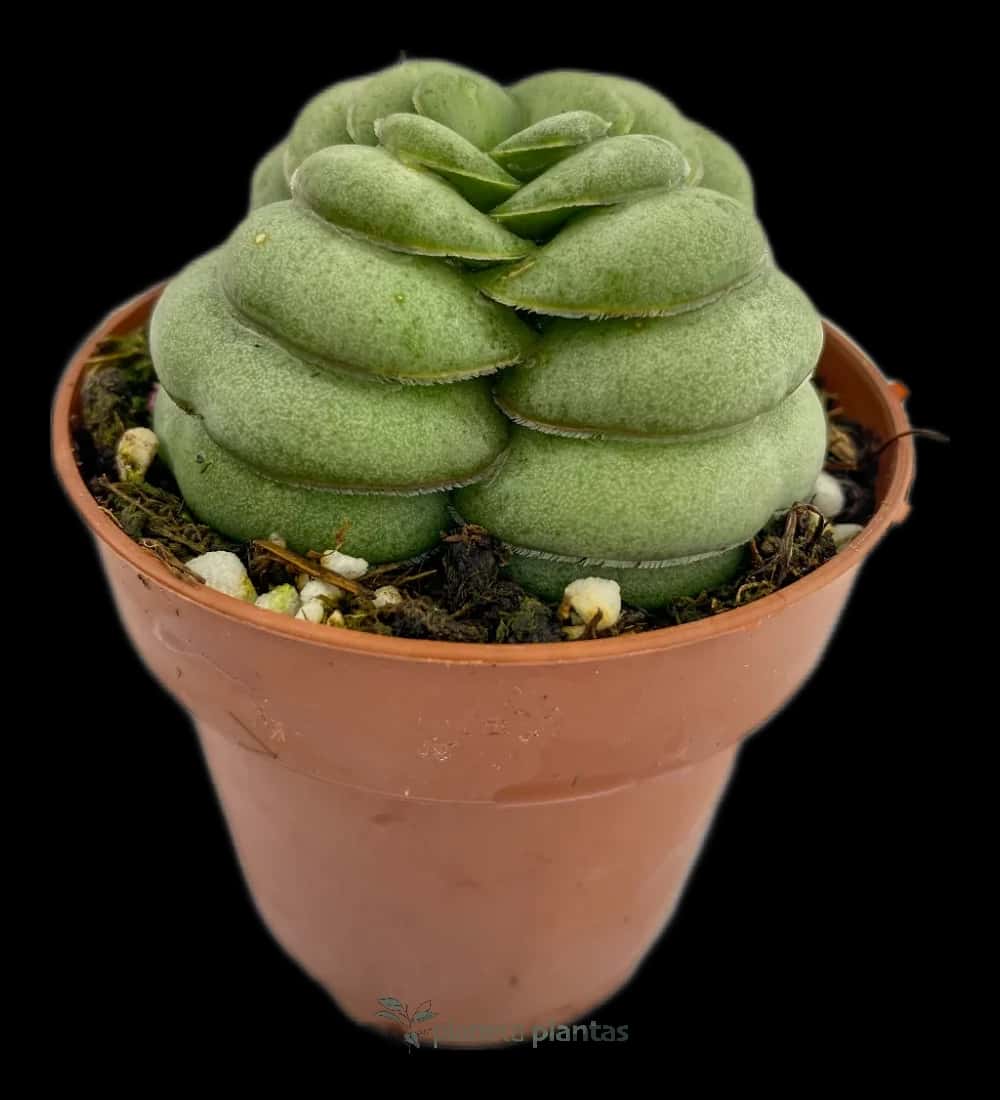 Gasteria Armstrongii