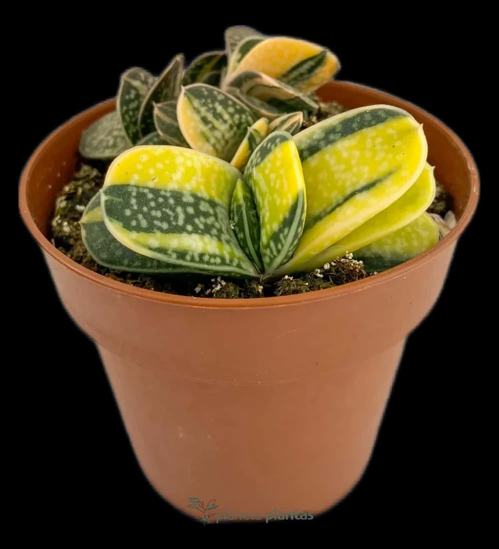 Gastéria Minima